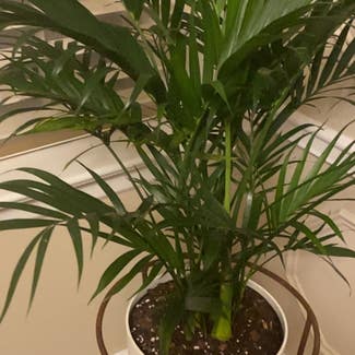 Cat Palm plant in Brentwood, Missouri