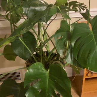 Monstera plant in Brentwood, Missouri