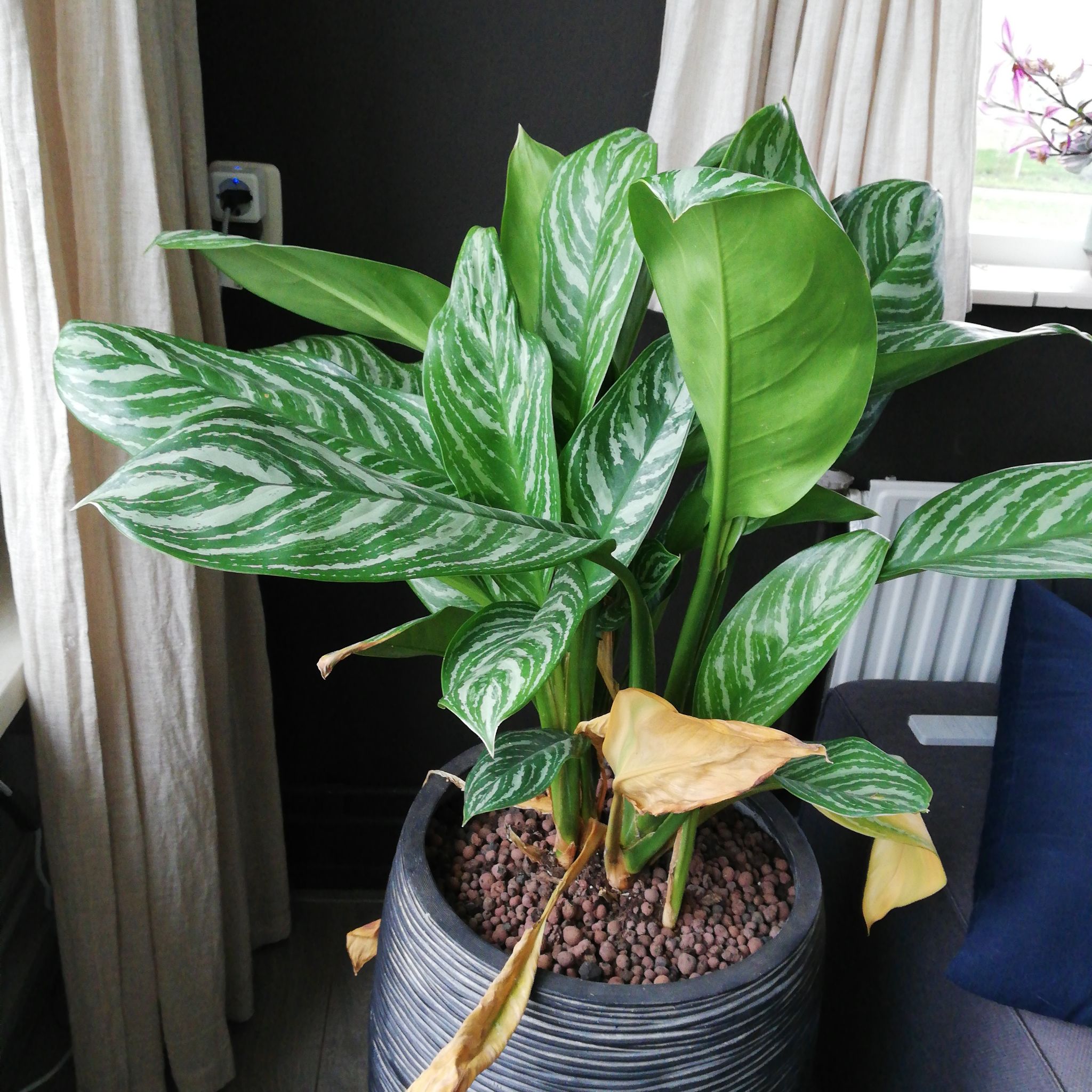 Photo of the plant species Aglaonema 'Stripe' by @HonoredPlanera named Marilyn on Greg, the plant care app