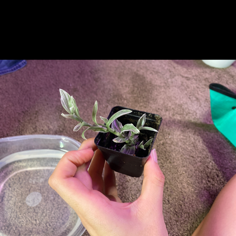 Tradescantia albiflora 'Albovittata' plant in a black pot held by a hand.