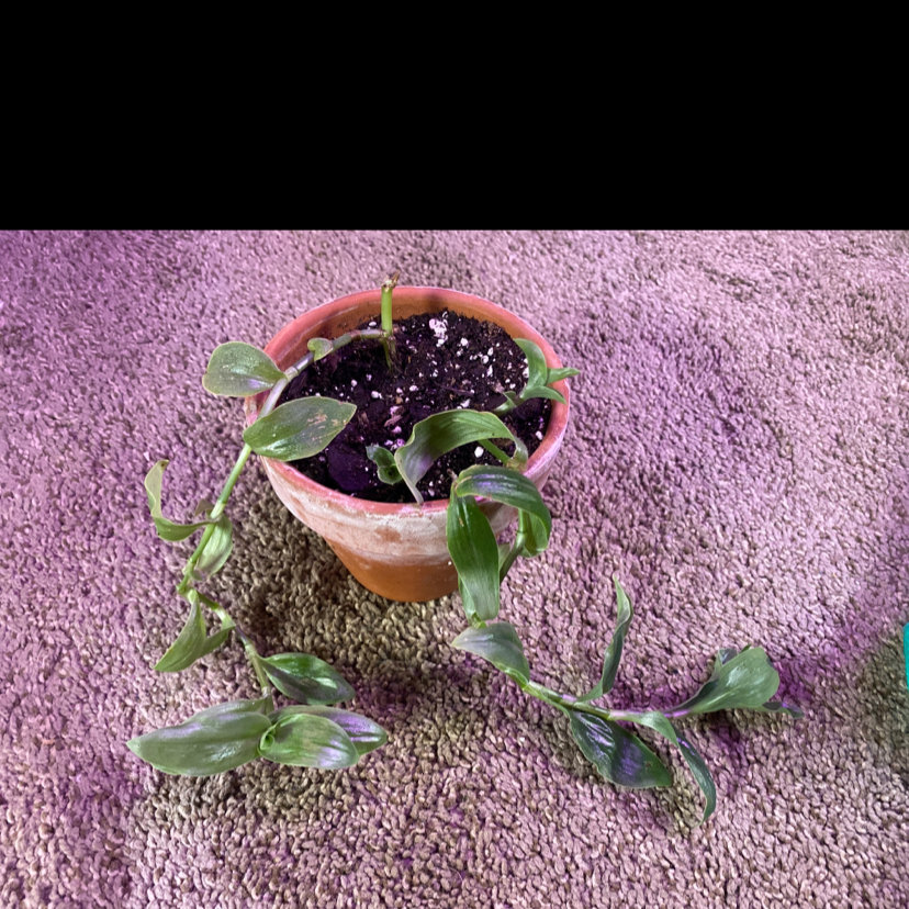 Photo of the plant species Mexican Flag by @Mikayla_Alexis named Nithin on Greg, the plant care app