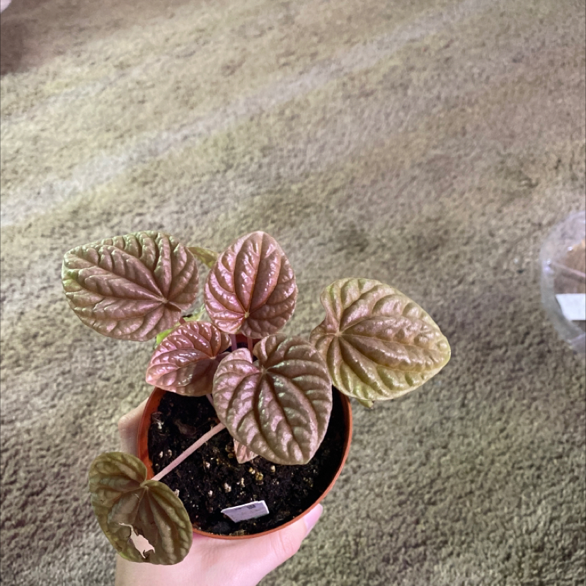 Photo of the plant species Peperomia 'Peppermill' by @Mikayla_Alexis named Peperomia Quito** on Greg, the plant care app