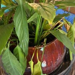 Peace Lily plant