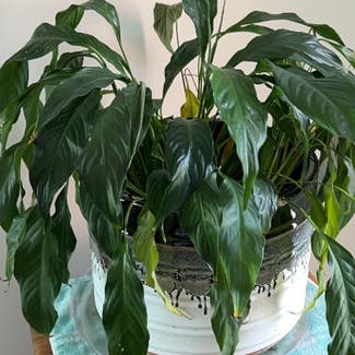 Peace Lily plant in Myrtle Beach, South Carolina