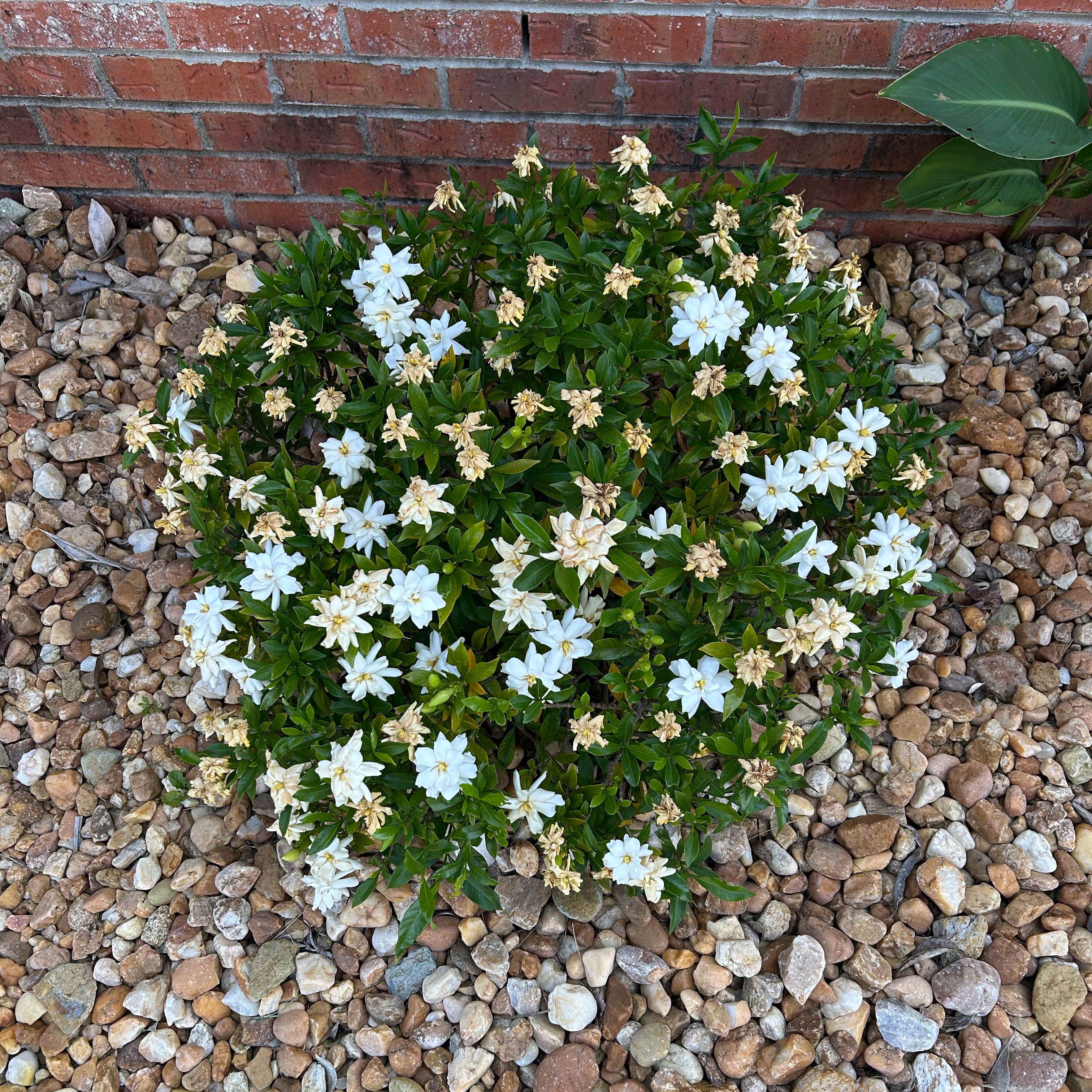 Photo of the plant species Star of Bethlehem by @InvincibleFicus named Leonardo on Greg, the plant care app