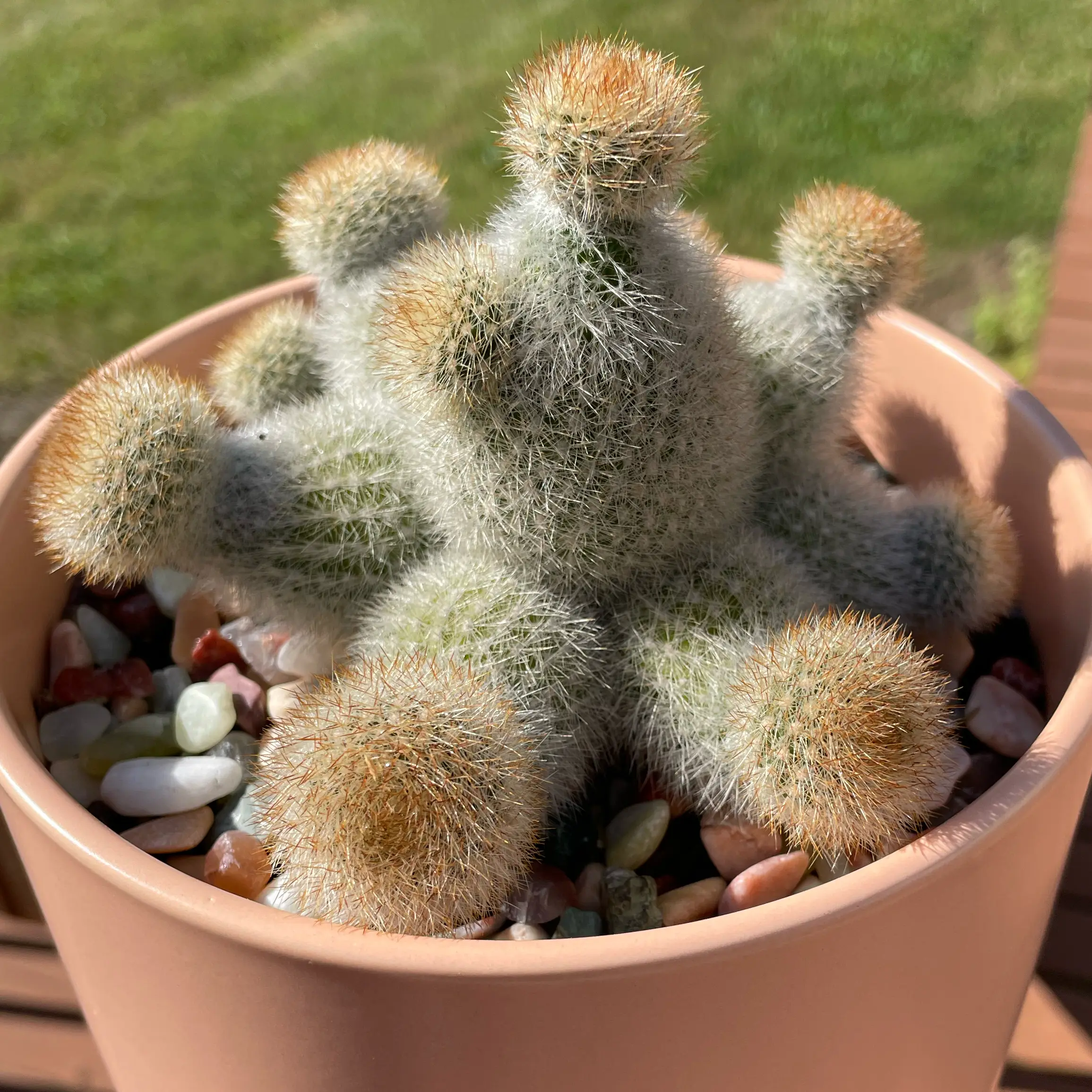 Photo of the plant species Orange Snowball by @SwiftMedeola named Drax on Greg, the plant care app