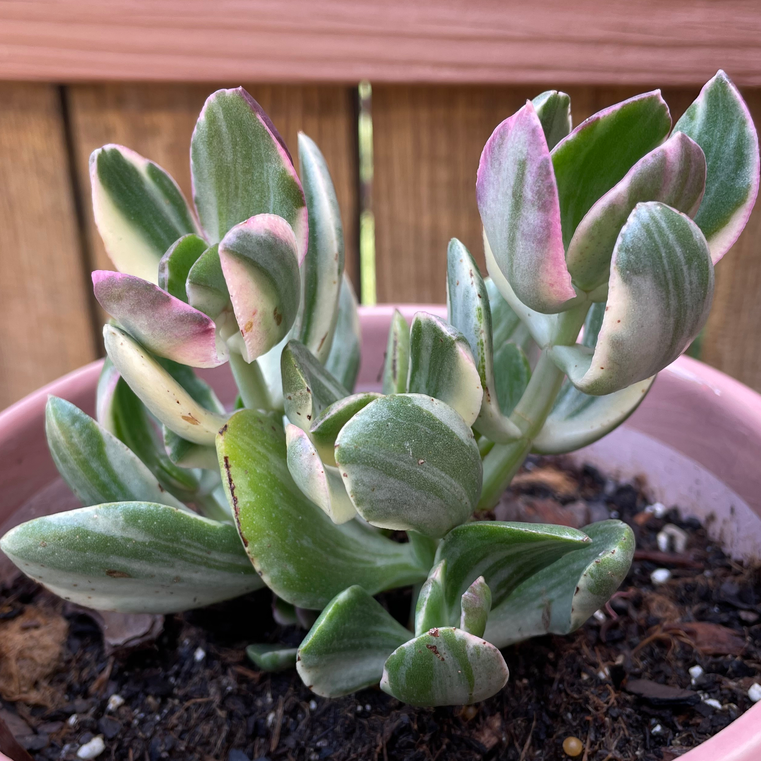 Variegated Jade plant in a pot with visible soil, showing healthy green, white, and pinkish leaves.