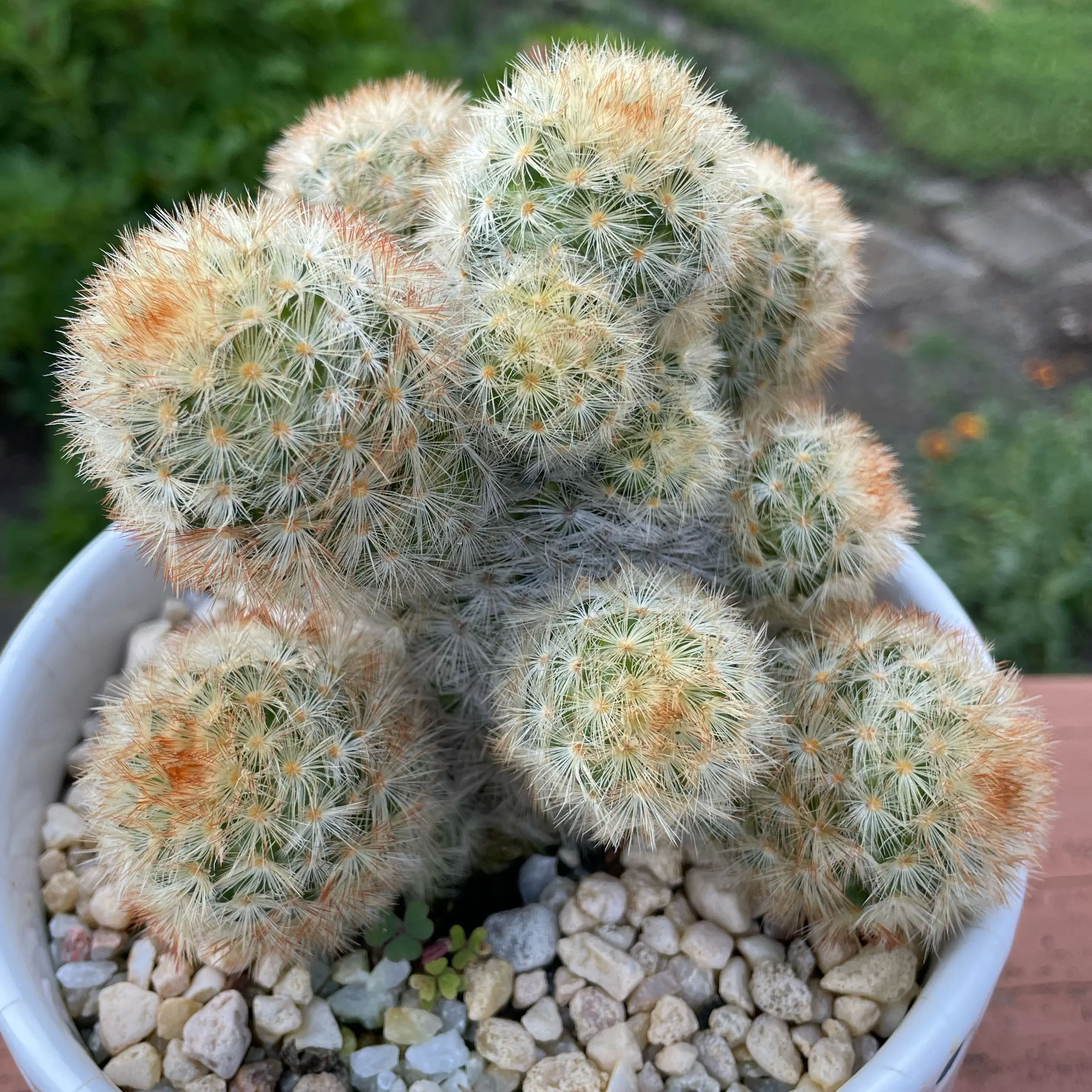 Photo of the plant species Isla Carmen Pincushion Cactus by @SwiftMedeola named Terra on Greg, the plant care app