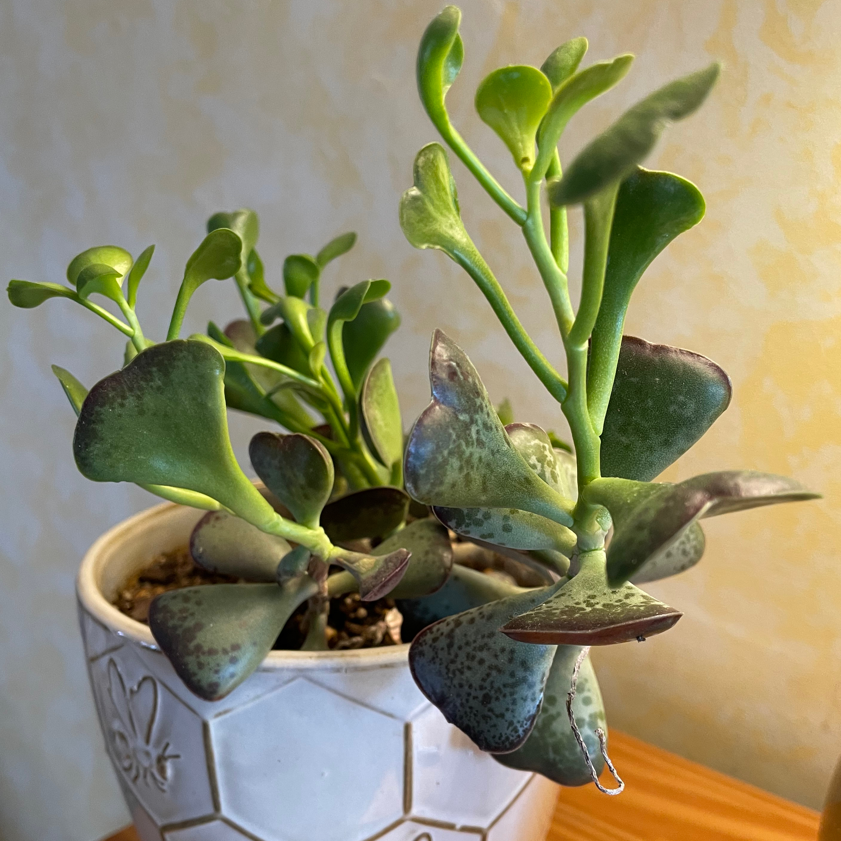 Potted Calico Hearts succulent with heart-shaped, variegated leaves.