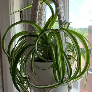 Spider Plant plant in Milford, Ohio