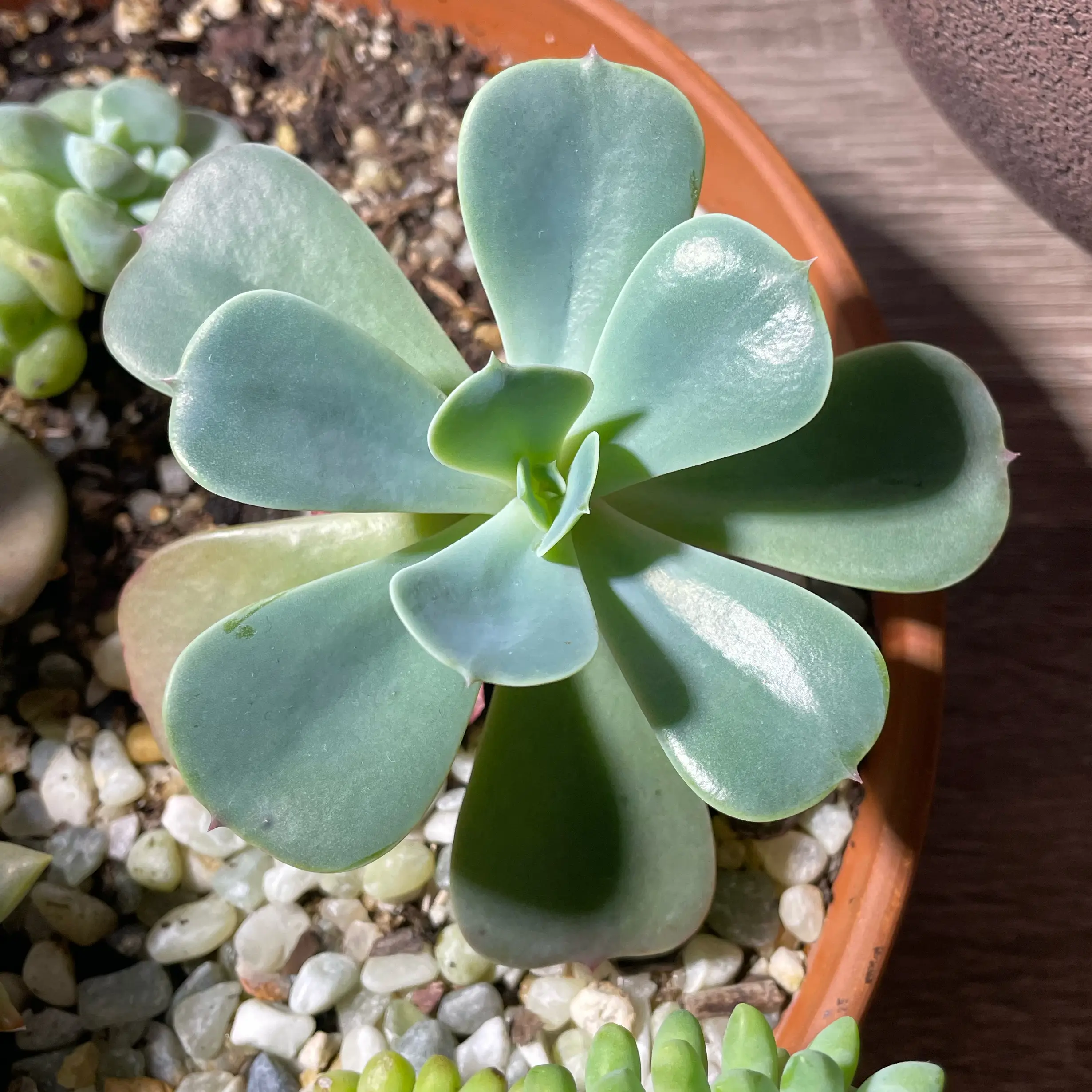 Photo of the plant species Echeveria goldmanii by @SwiftMedeola named Inga on Greg, the plant care app