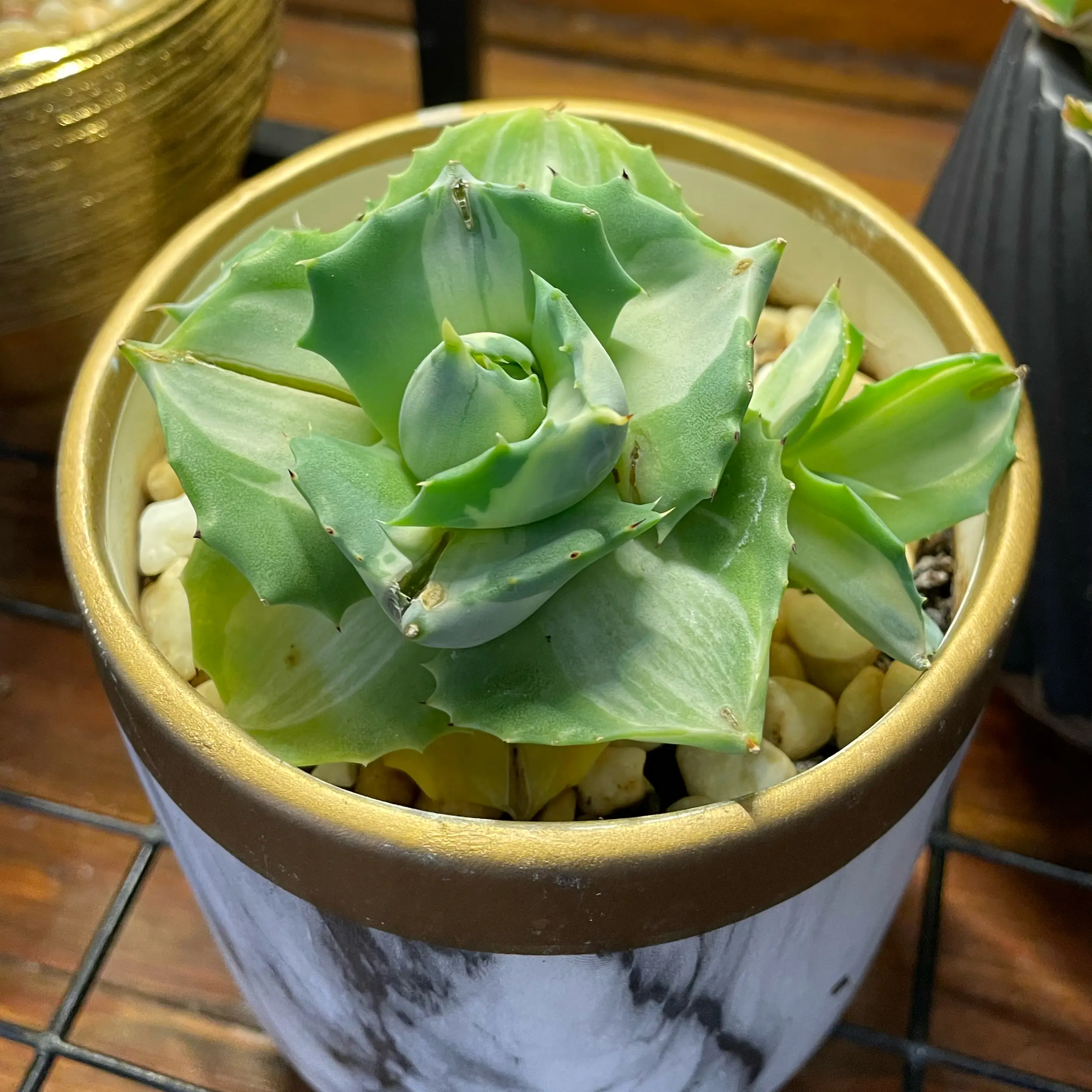 Photo of the plant species Variegated Dwarf Butterfly Agave by @SwiftMedeola named Jalisco on Greg, the plant care app