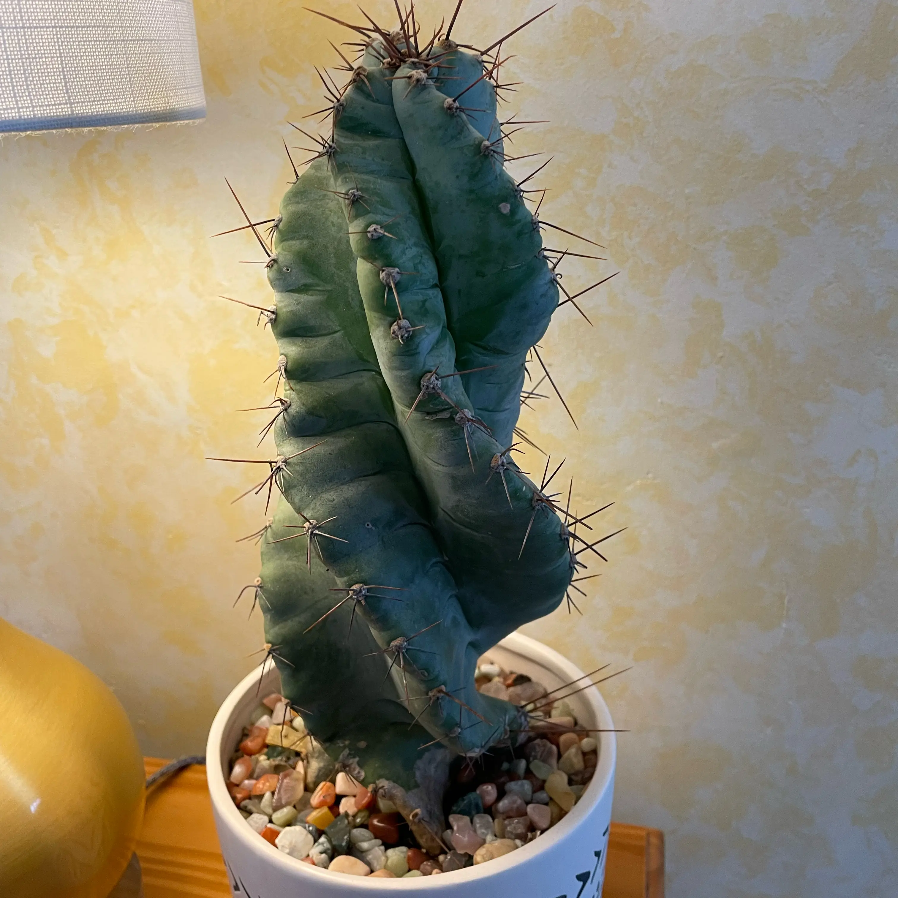 Photo of the plant species Spiralis by @SwiftMedeola named Helix on Greg, the plant care app