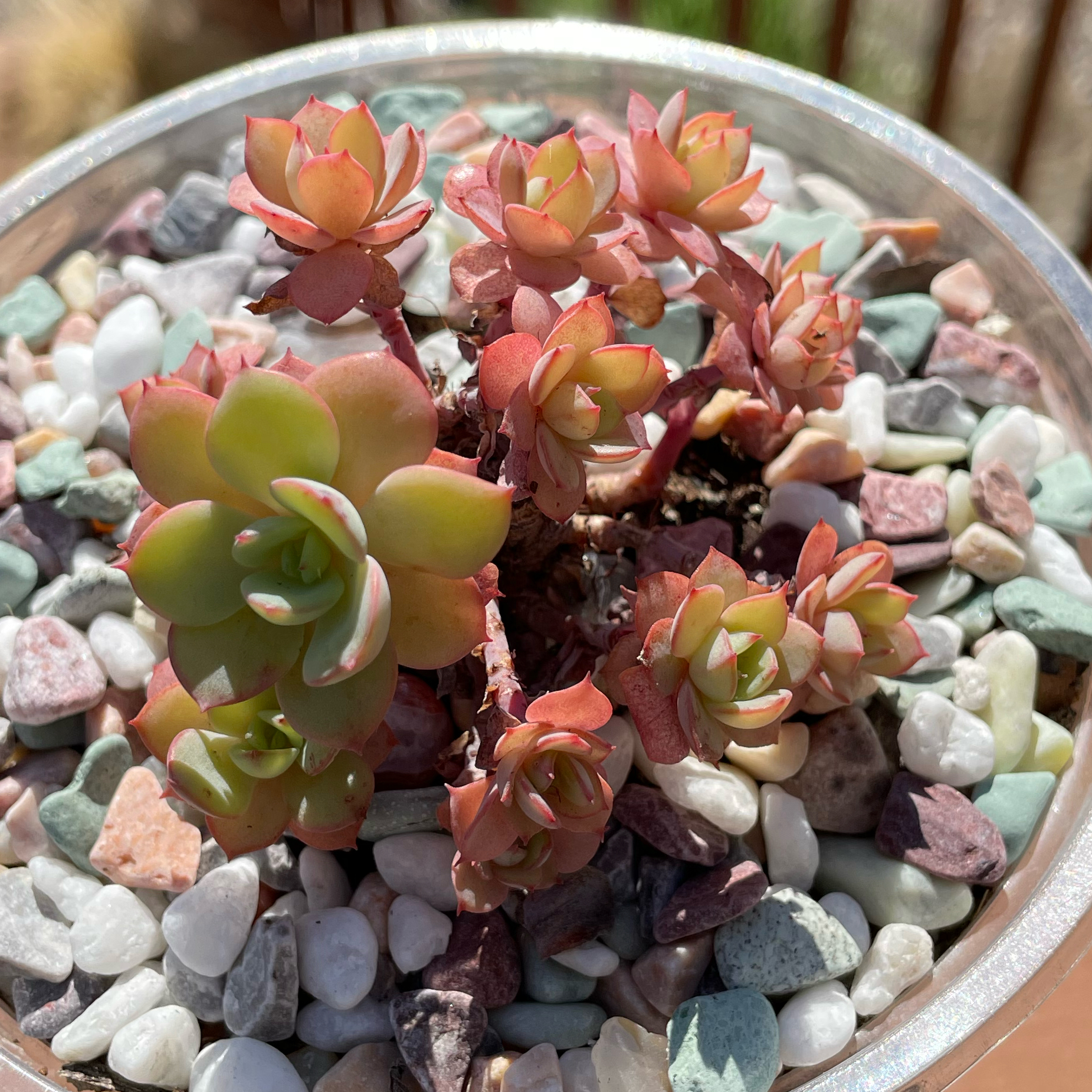 Photo of the plant species Echeveria 'Green Pearl' by @SwiftMedeola named British Brooks on Greg, the plant care app