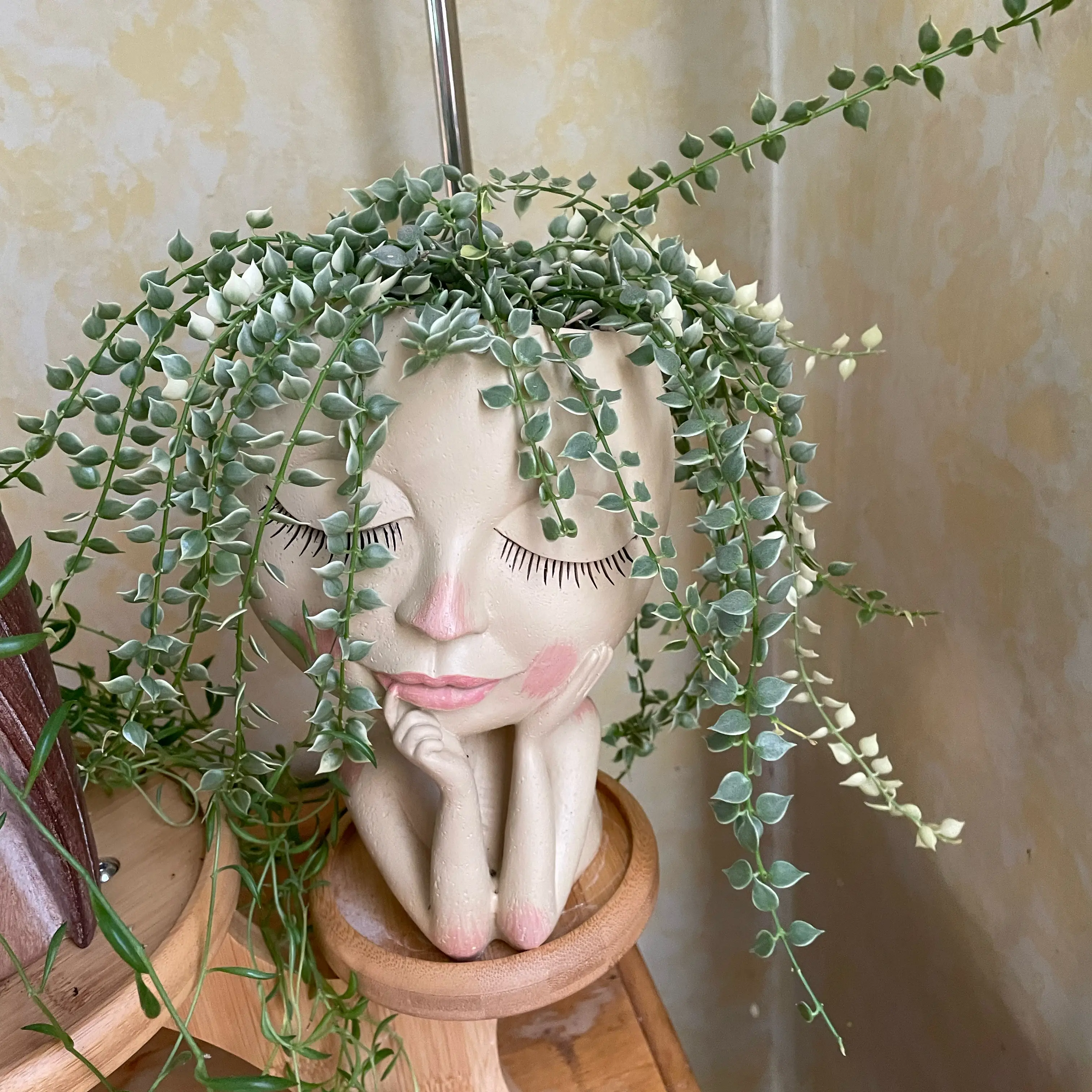 Photo of the plant species String of Hearts by @SwiftMedeola named Lovey on Greg, the plant care app