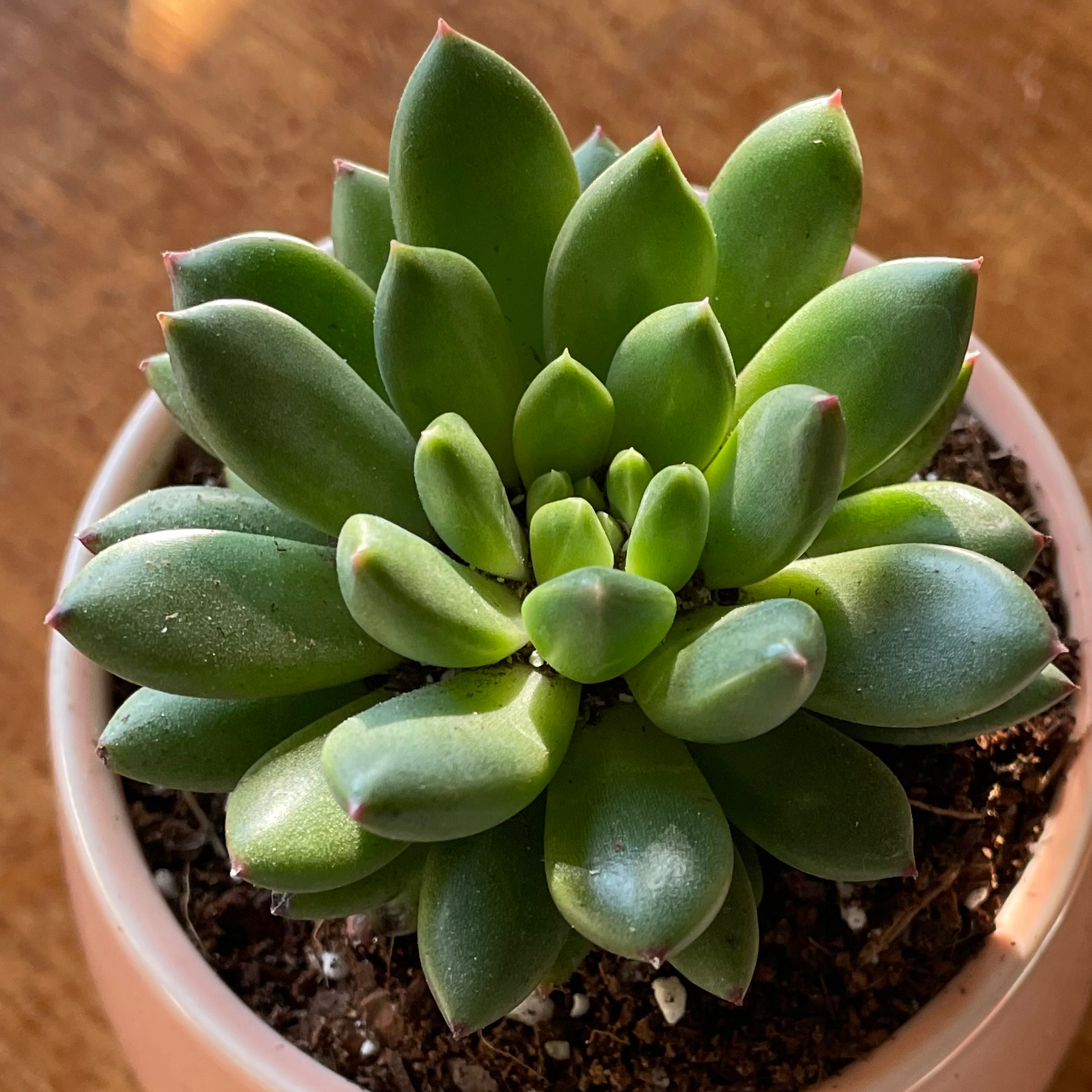 Photo of the plant species Pachyveria Jewel Tone by @SwiftMedeola named Memphis Belle on Greg, the plant care app