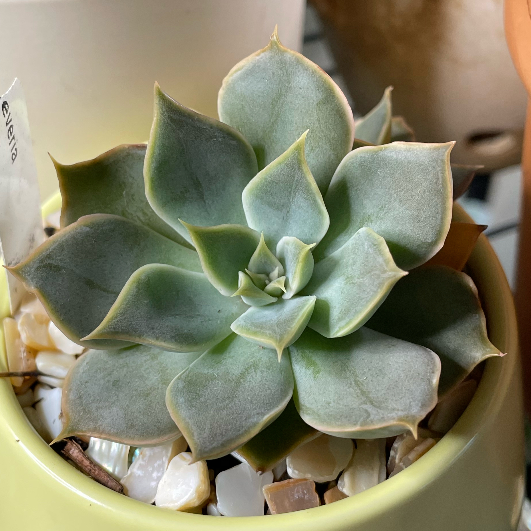 Photo of the plant species Echeveria 'Mensa' by @SwiftMedeola named Natwick on Greg, the plant care app