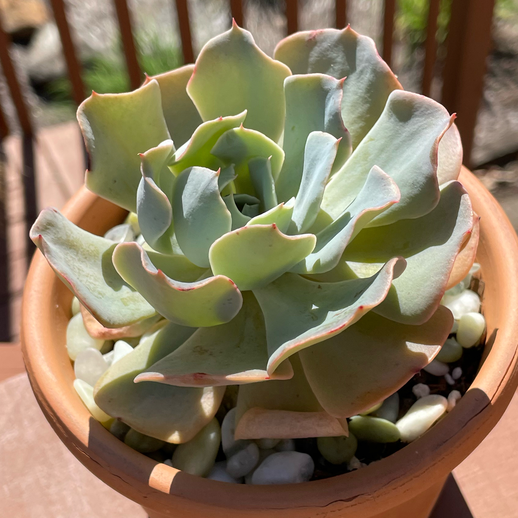 Echeveria 'Blue Ruffles Plant Care: Water, Light, Nutrients | Greg