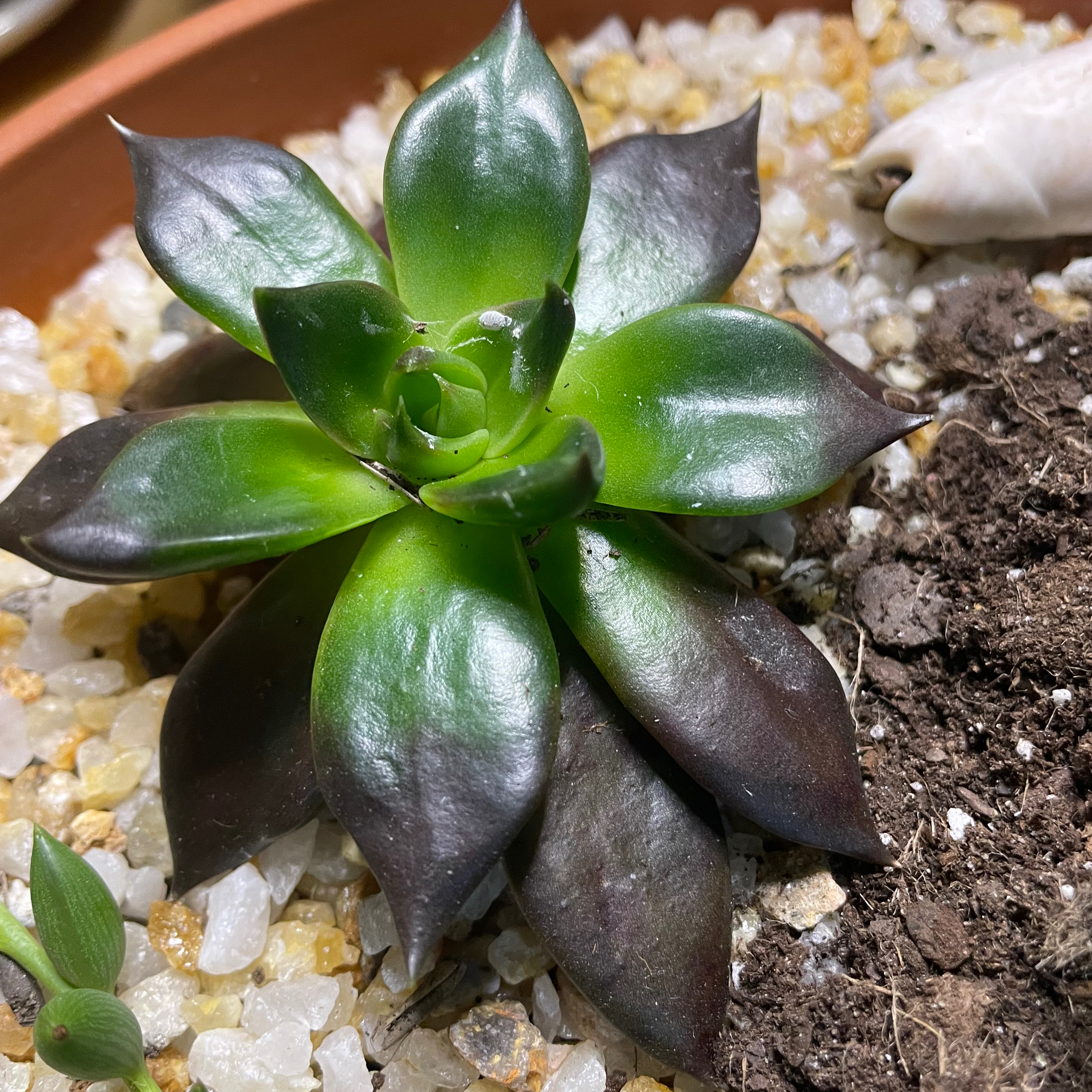 San Gabriel River Dudleya succulent in a pot with soil and pebbles, healthy dark green and blackish leaves.