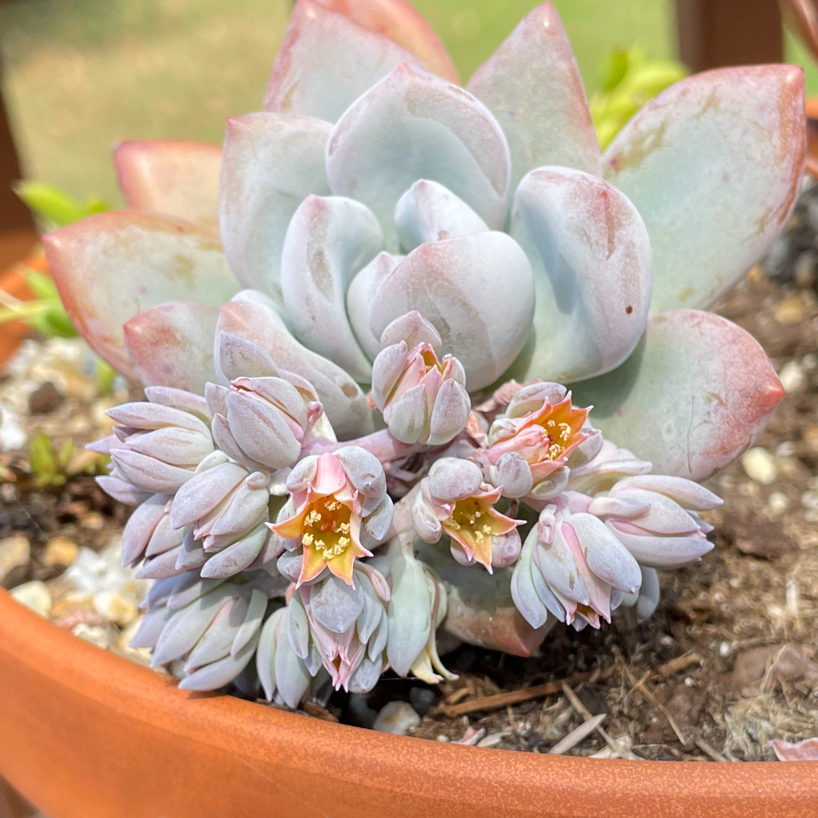 Photo of the plant species Echeveria 'White Lotus' by @SwiftMedeola named White Sands on Greg, the plant care app
