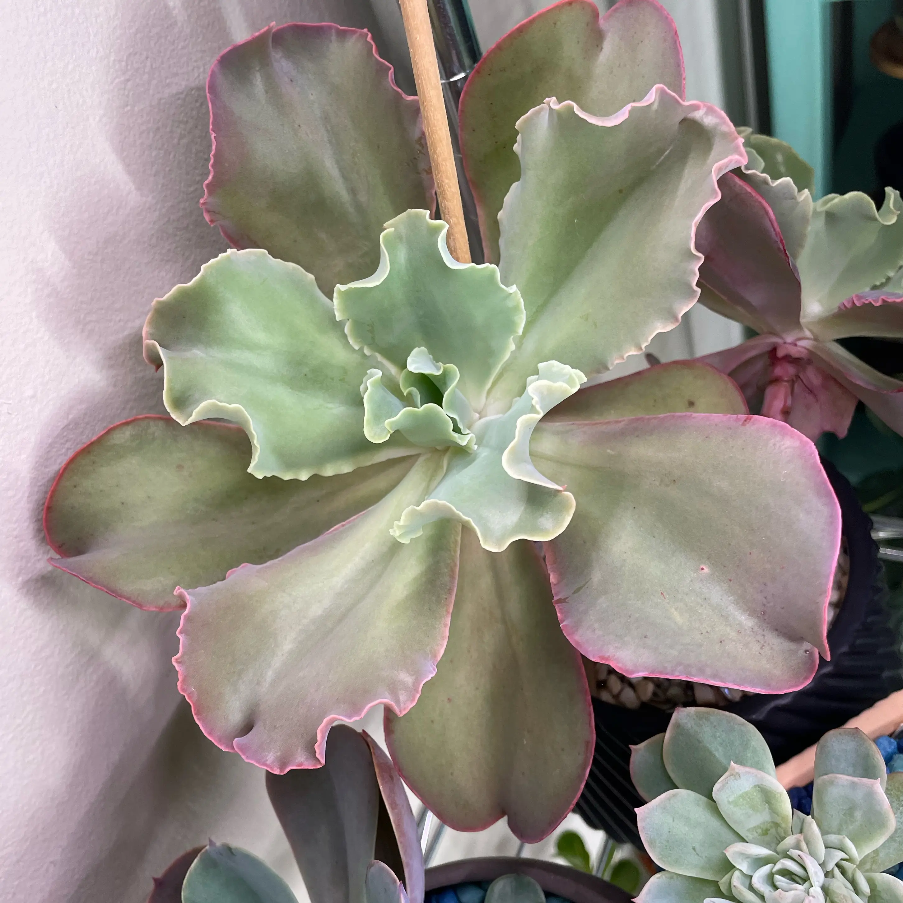 Photo of the plant species Echeveria Ruffle Hybrid by @SwiftMedeola named Elowyn on Greg, the plant care app