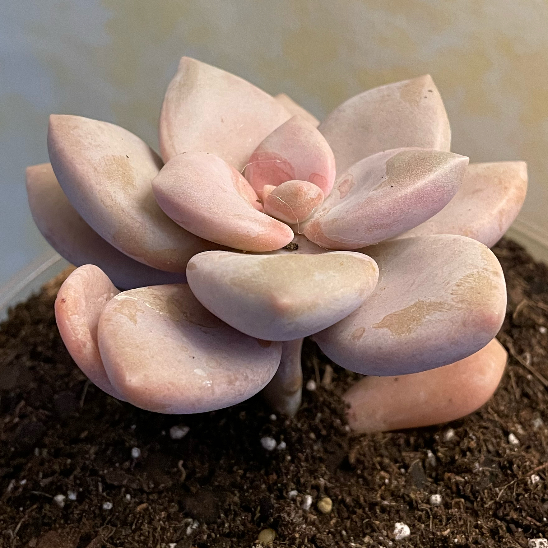 Graptopetalum 'Murasaki' succulent with pinkish leaves in a rosette pattern, visible soil.