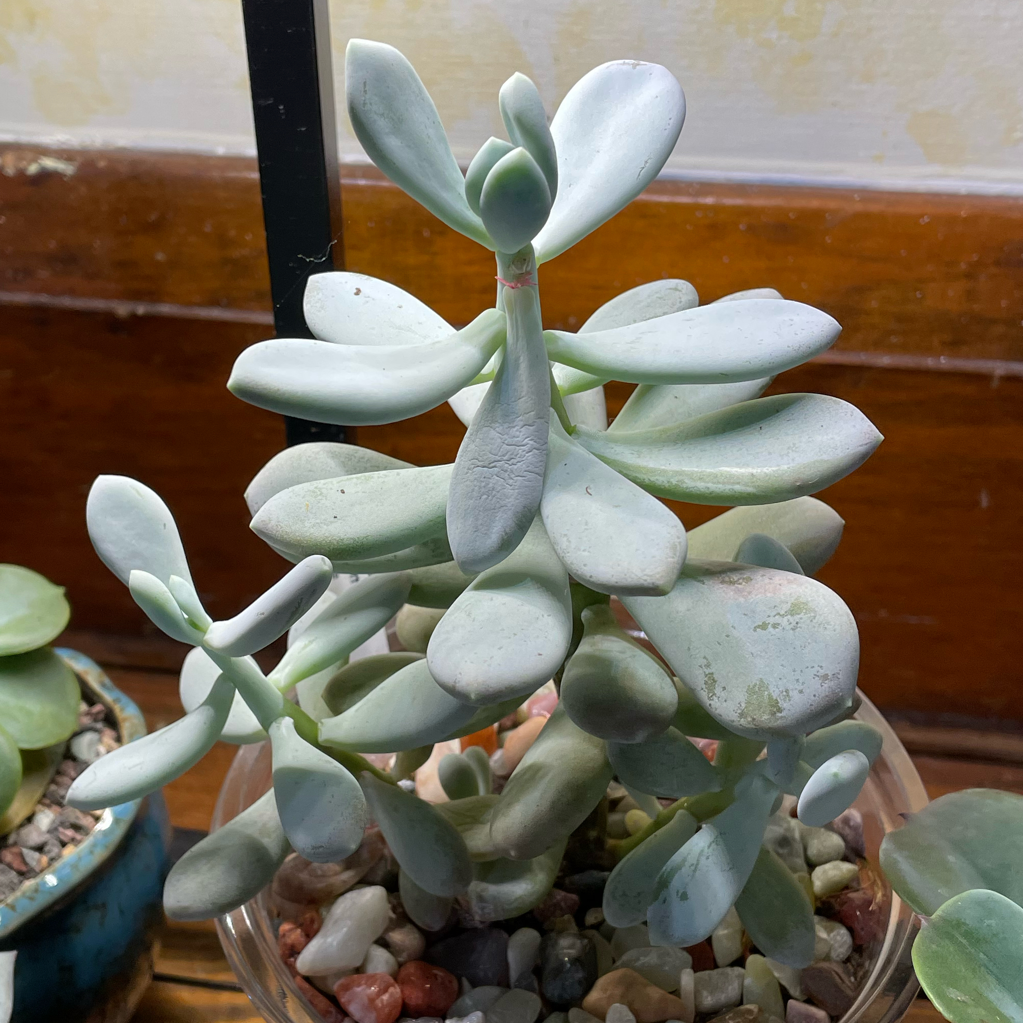 Photo of the plant species sticky moonstones by @SwiftMedeola named Finn on Greg, the plant care app