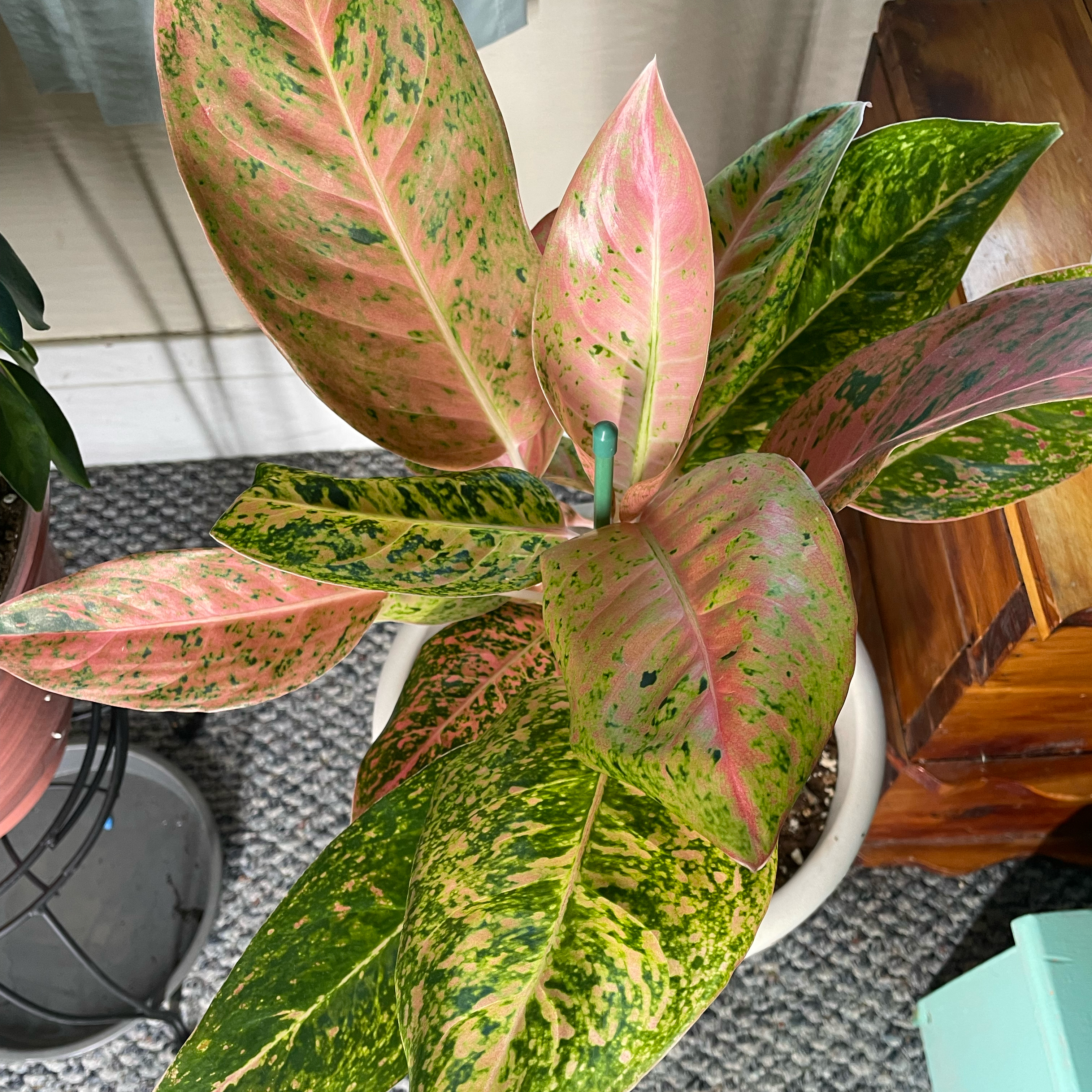 Photo of the plant species Big Roy by @SwiftMedeola named Pongo on Greg, the plant care app
