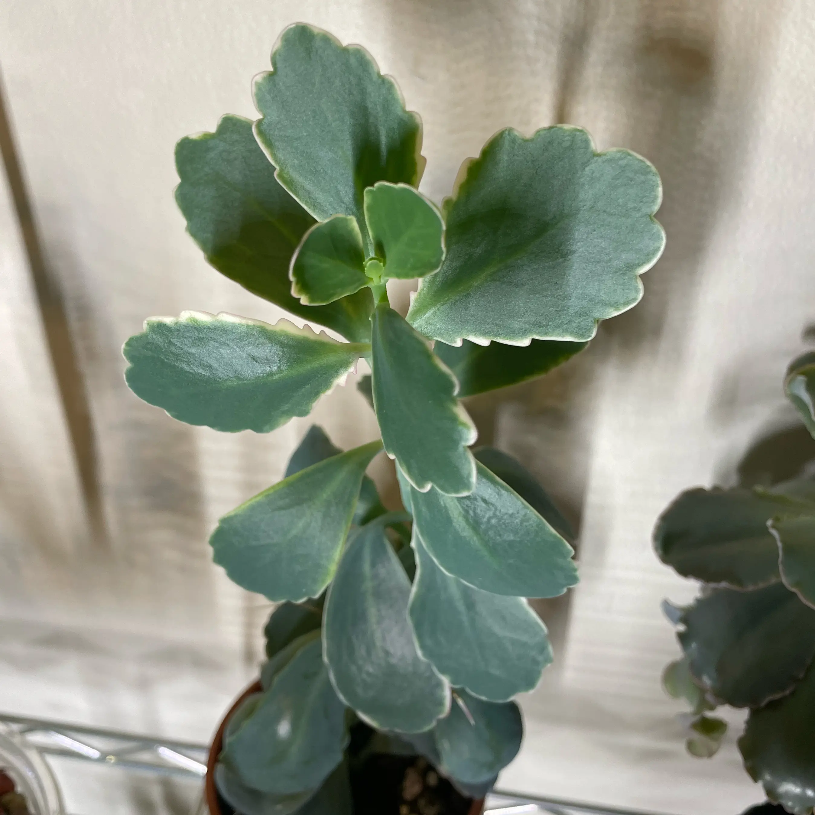 Photo of the plant species varigated lavender scallops by @SwiftMedeola named Ramona on Greg, the plant care app