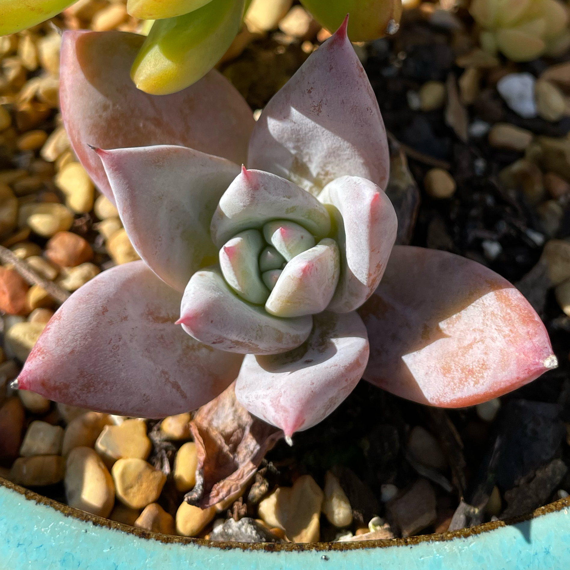 Photo of the plant species Sucula by @SwiftMedeola named Suarez on Greg, the plant care app