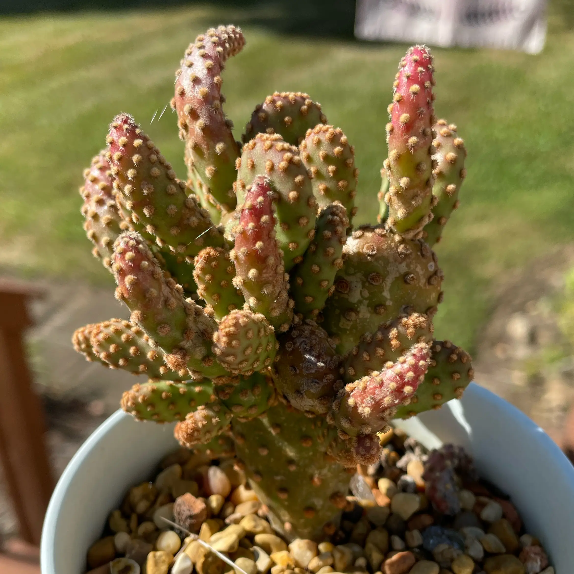 Photo of the plant species Opuntia bruchii by @SwiftMedeola named Mensa on Greg, the plant care app