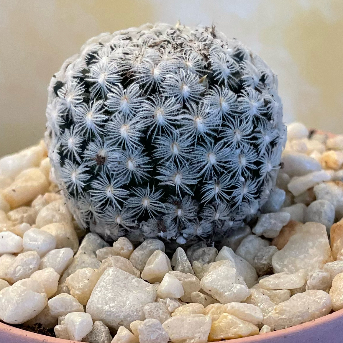 Photo of the plant species Mammillaria duwei by @SwiftMedeola named Zoogfreid on Greg, the plant care app