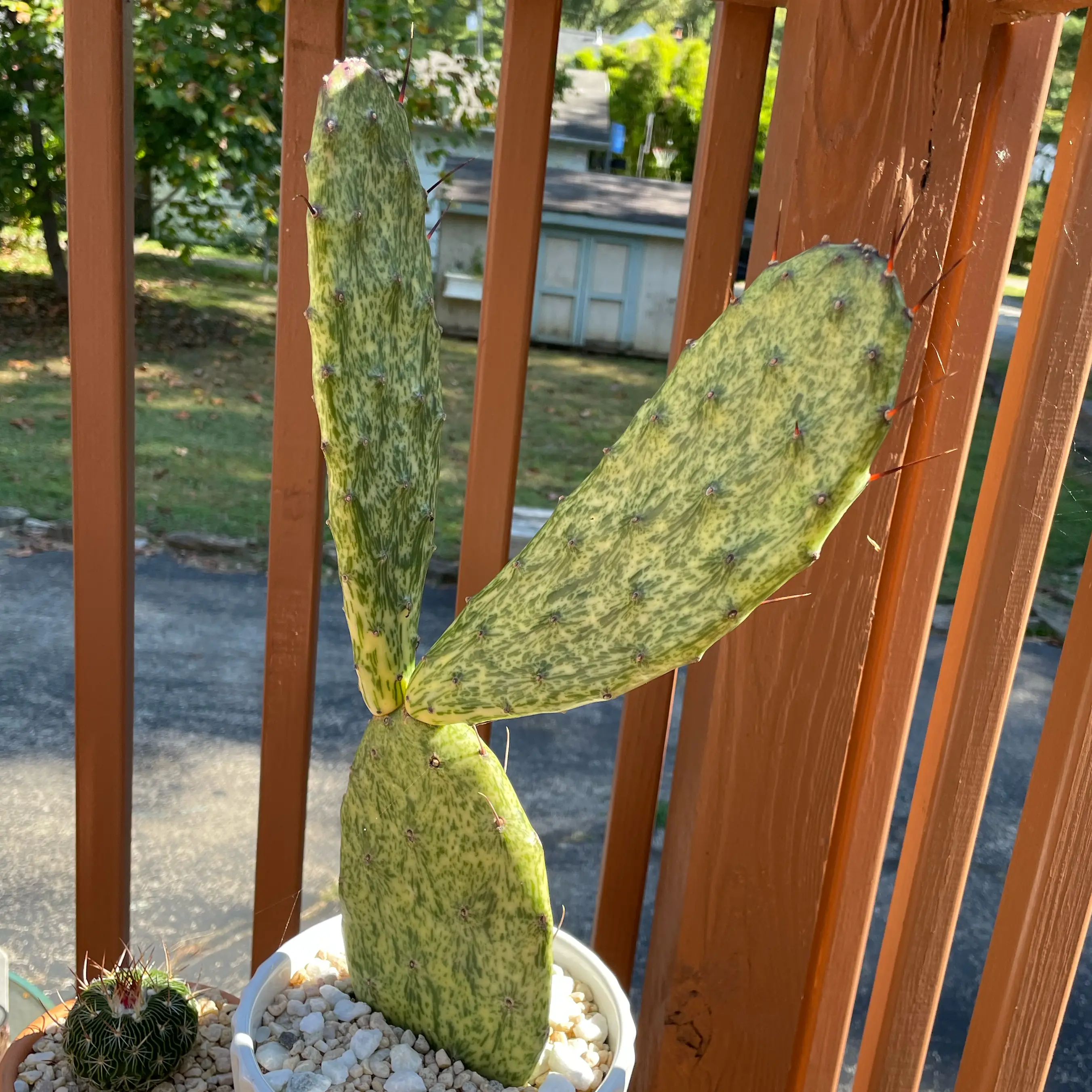 Photo of the plant species Prickley Pear Varigated by @SwiftMedeola named Salema on Greg, the plant care app