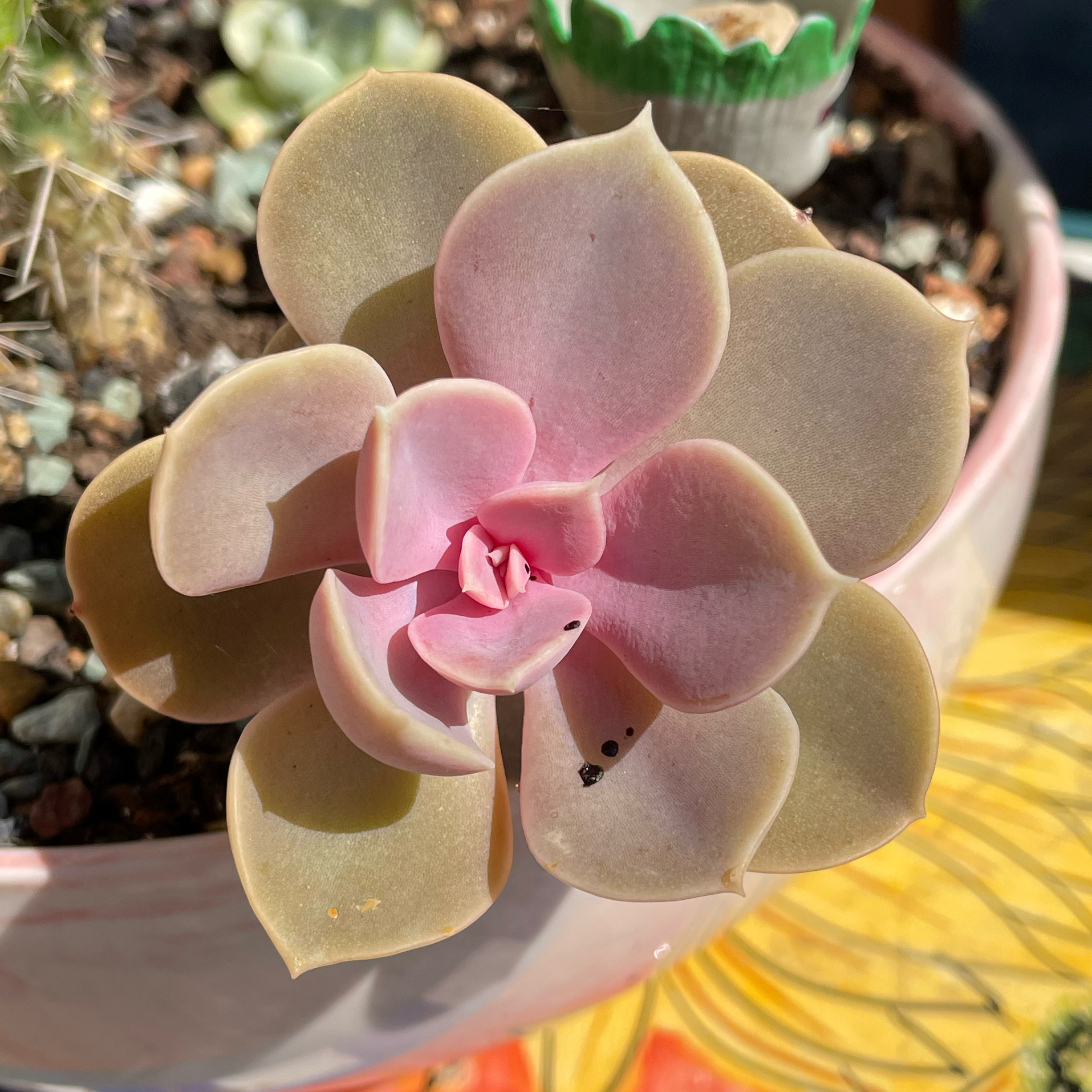 Photo of the plant species Echeveria by @SwiftMedeola named Enola Gay on Greg, the plant care app