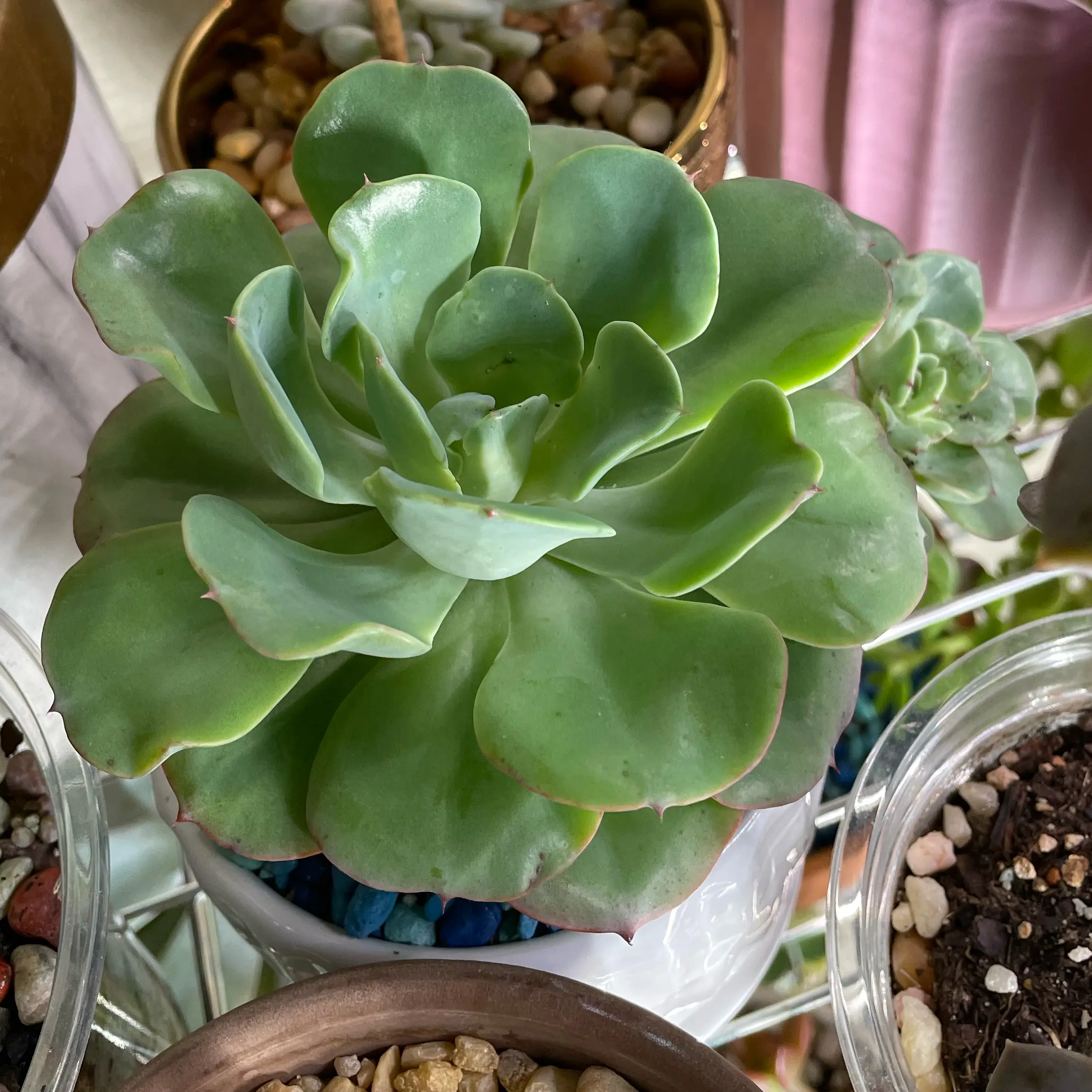 Photo of the plant species Pride by @SwiftMedeola named Walz on Greg, the plant care app