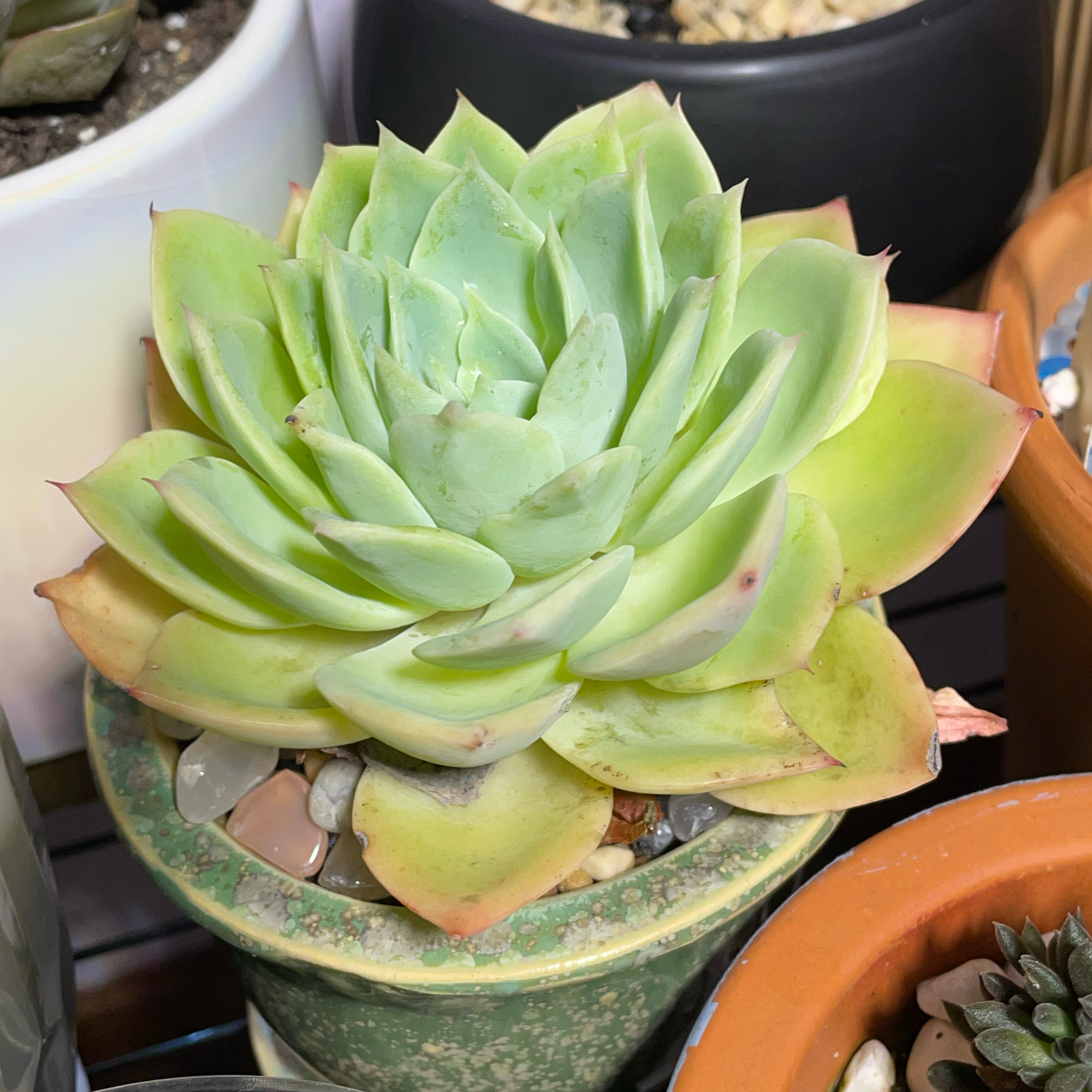 Photo of the plant species Echeveria Blue Atoll by @SwiftMedeola named Azul on Greg, the plant care app
