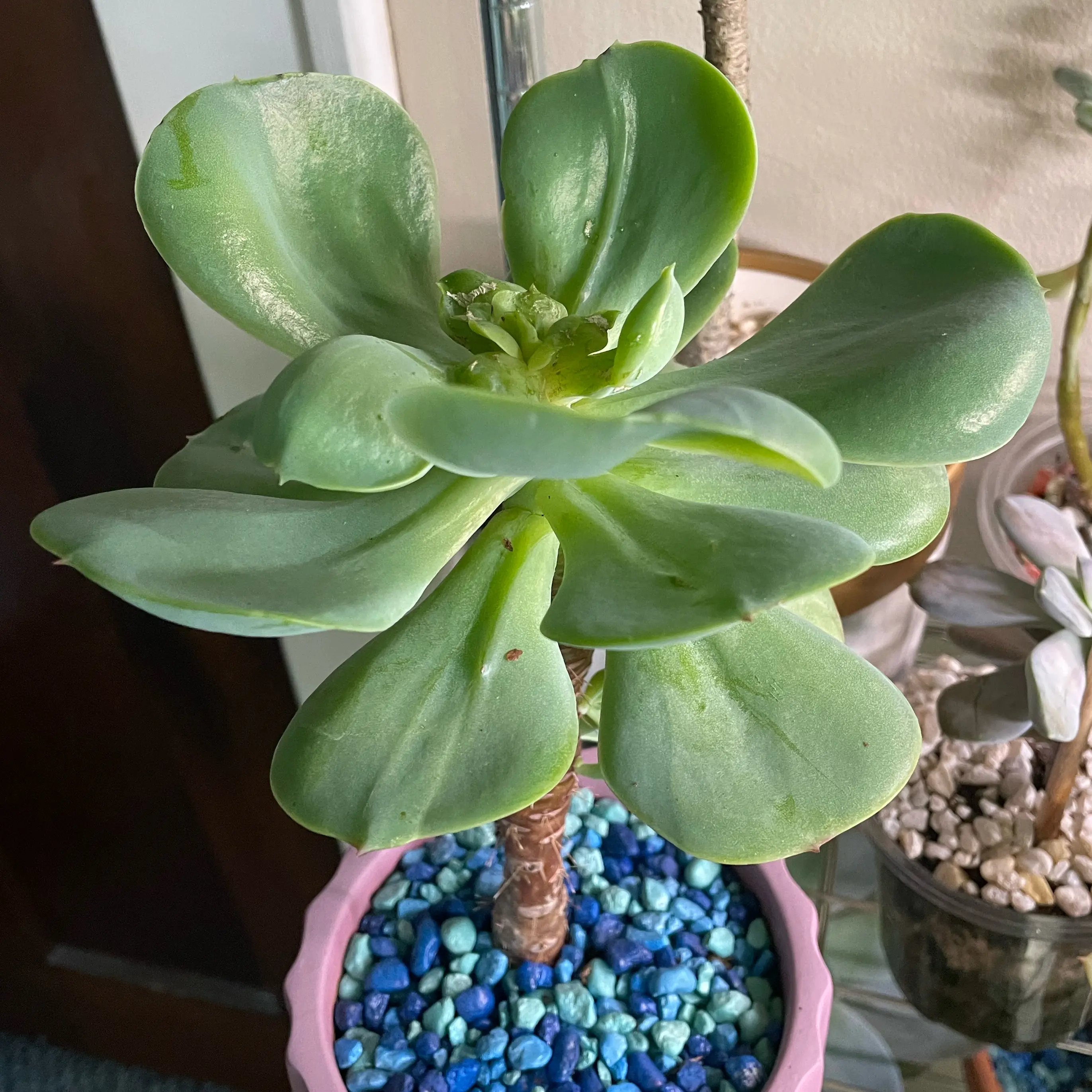 Photo of the plant species Pride by @SwiftMedeola named Luis on Greg, the plant care app
