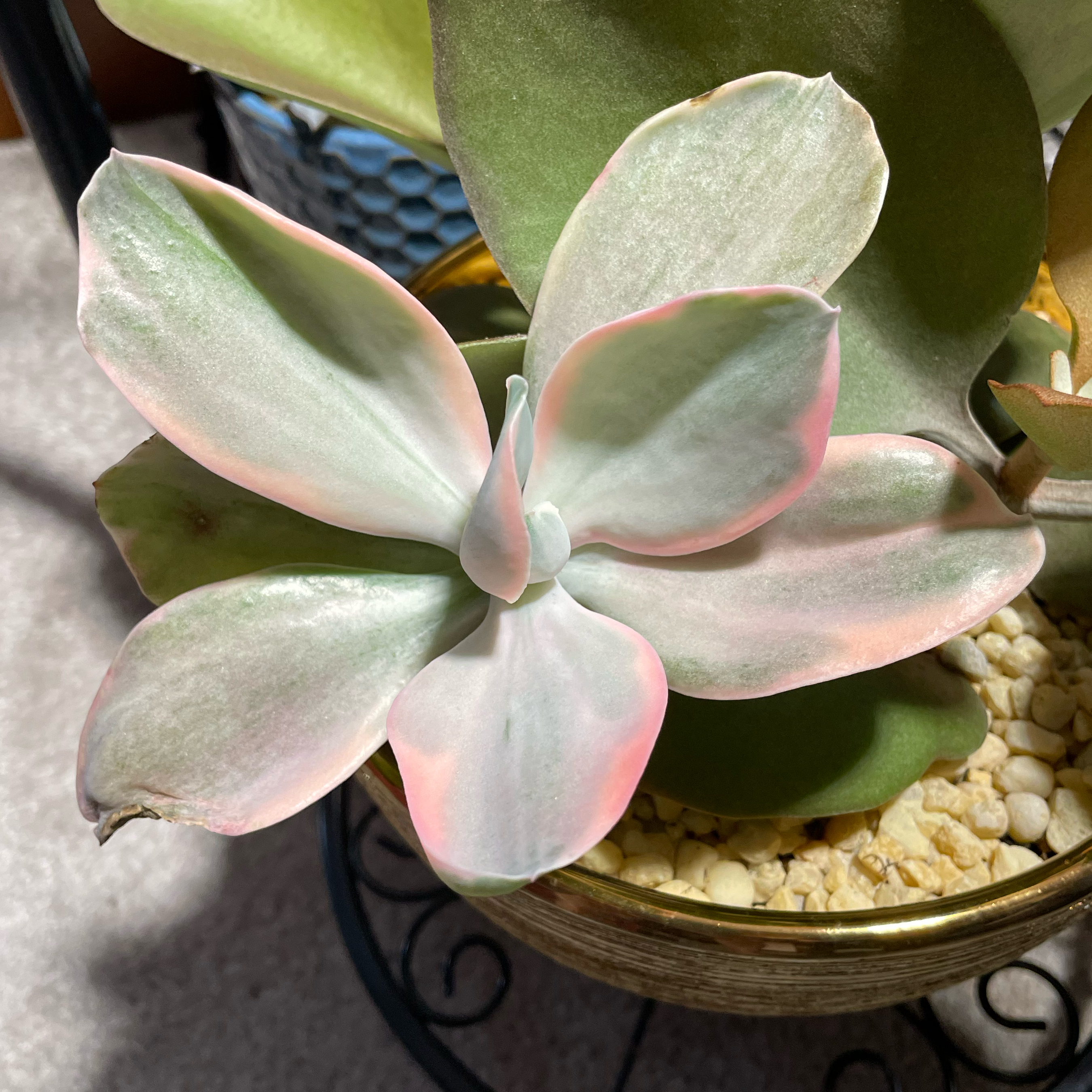 Photo of the plant species Echeveria Decora Variegata by @SwiftMedeola named Paschale on Greg, the plant care app