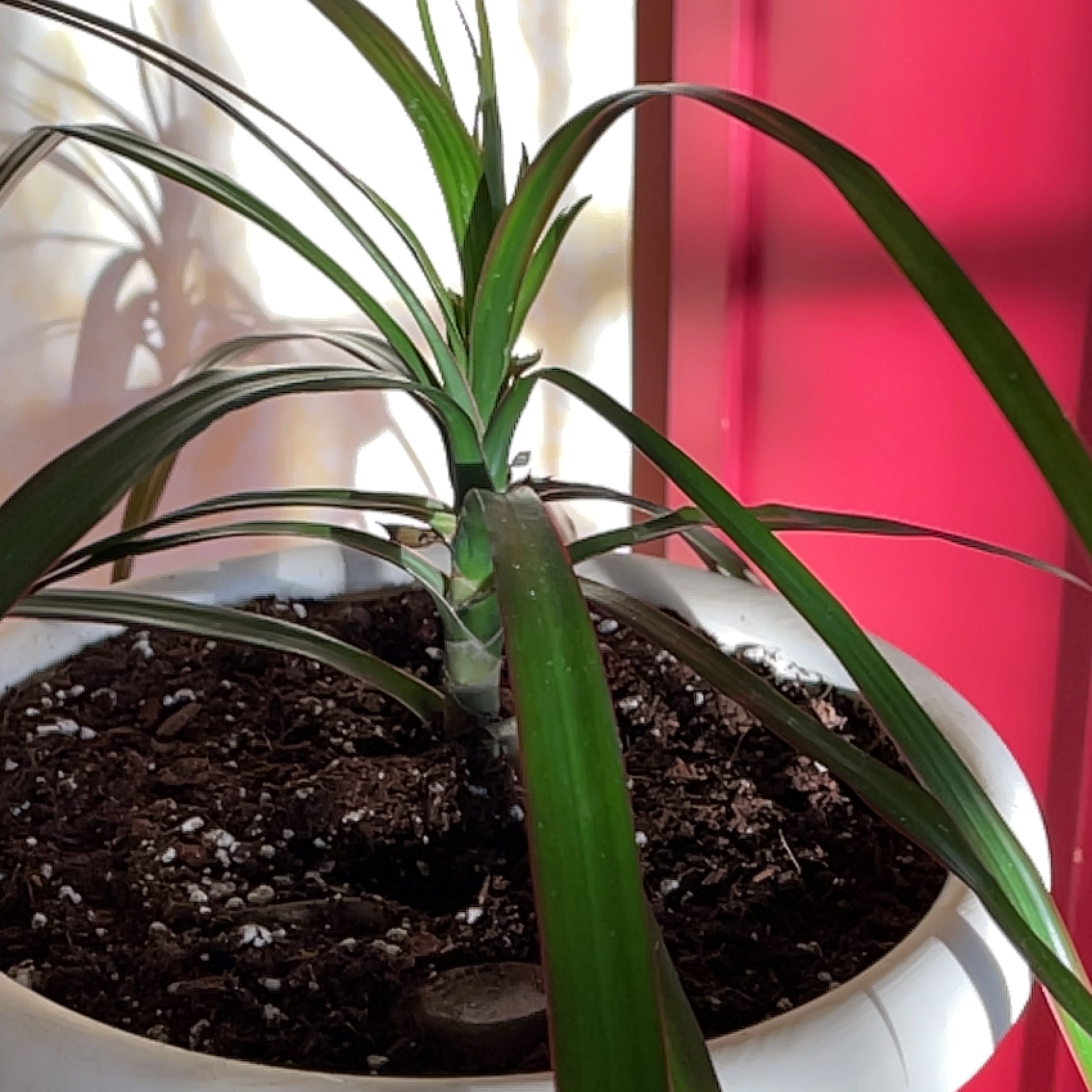 Beach Spiderlily plant in a white pot with visible soil, healthy green leaves.
