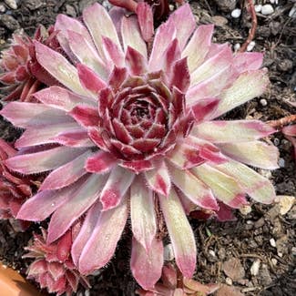 Hen and chicks plant in Milford, Ohio