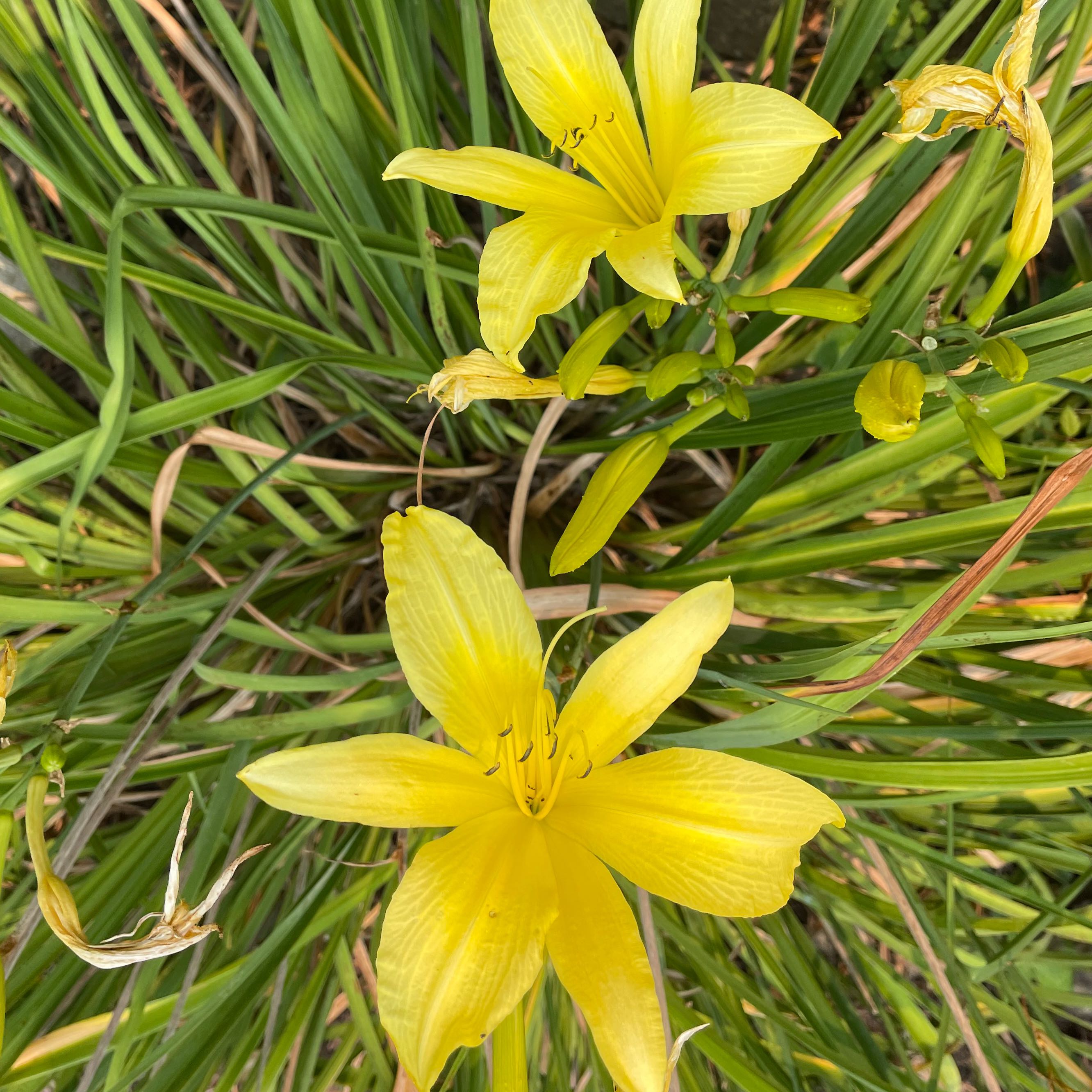 Yellow Daylily plant with vibrant yellow flowers and some browning and yellowing leaves.