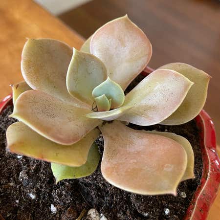 Photo of the plant species Echeveria Lolita by @SwiftMedeola named Andy Summers on Greg, the plant care app