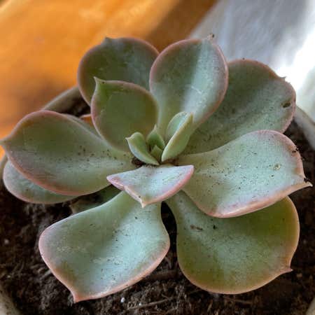 Photo of the plant species Echeveria Green Pearl by @SwiftMedeola named British Brooks on Greg, the plant care app