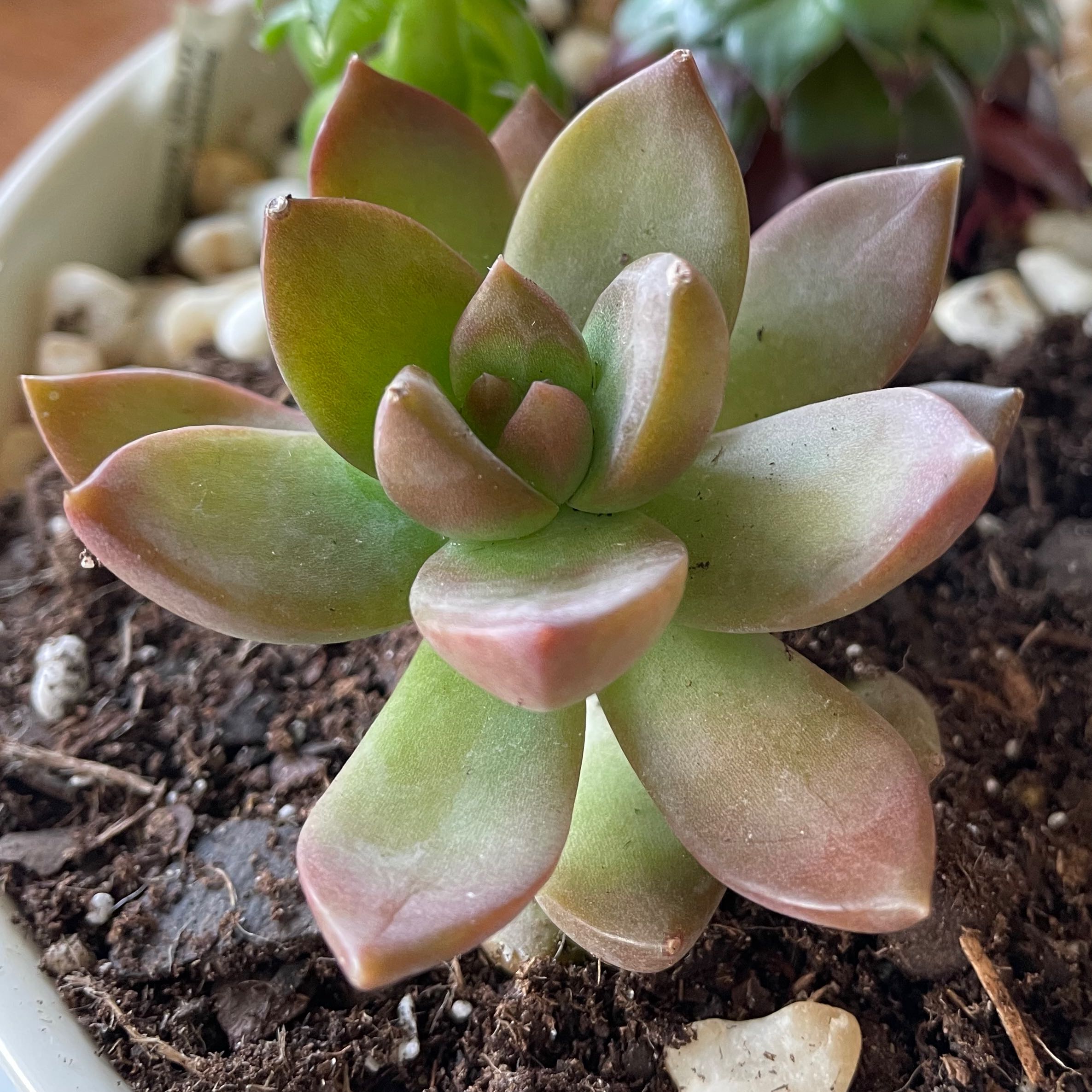 Graptosedum 'Copper Glow' succulent with green to copper leaves in a pot with visible soil.