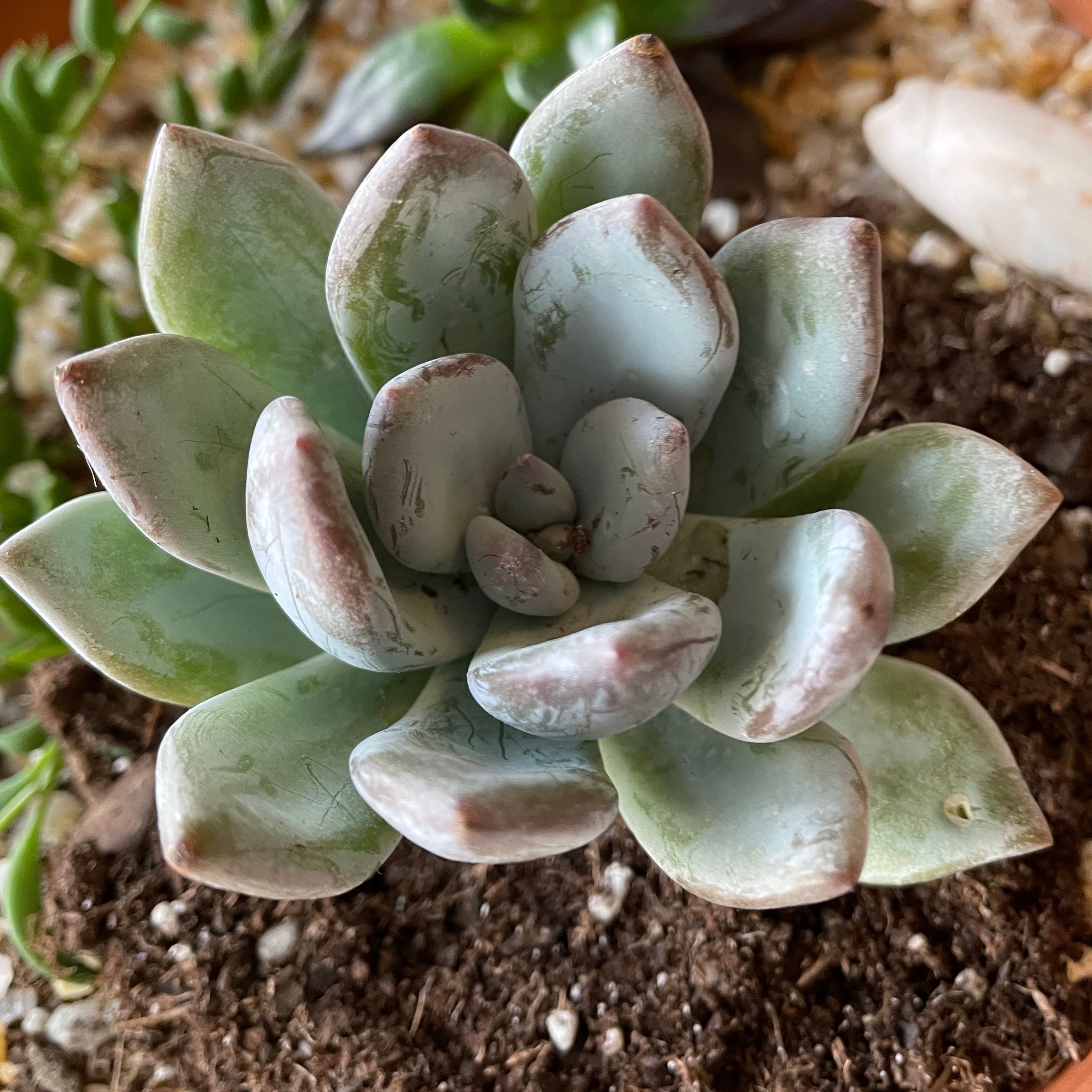 Pachyveria 'Powder Puff' succulent with some browning at the leaf tips, well-framed and centered.