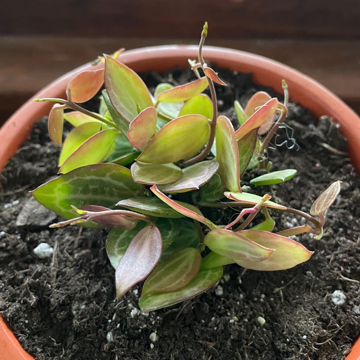 Potted Watermelon Dischidia plant with green and reddish leaves, visible soil.