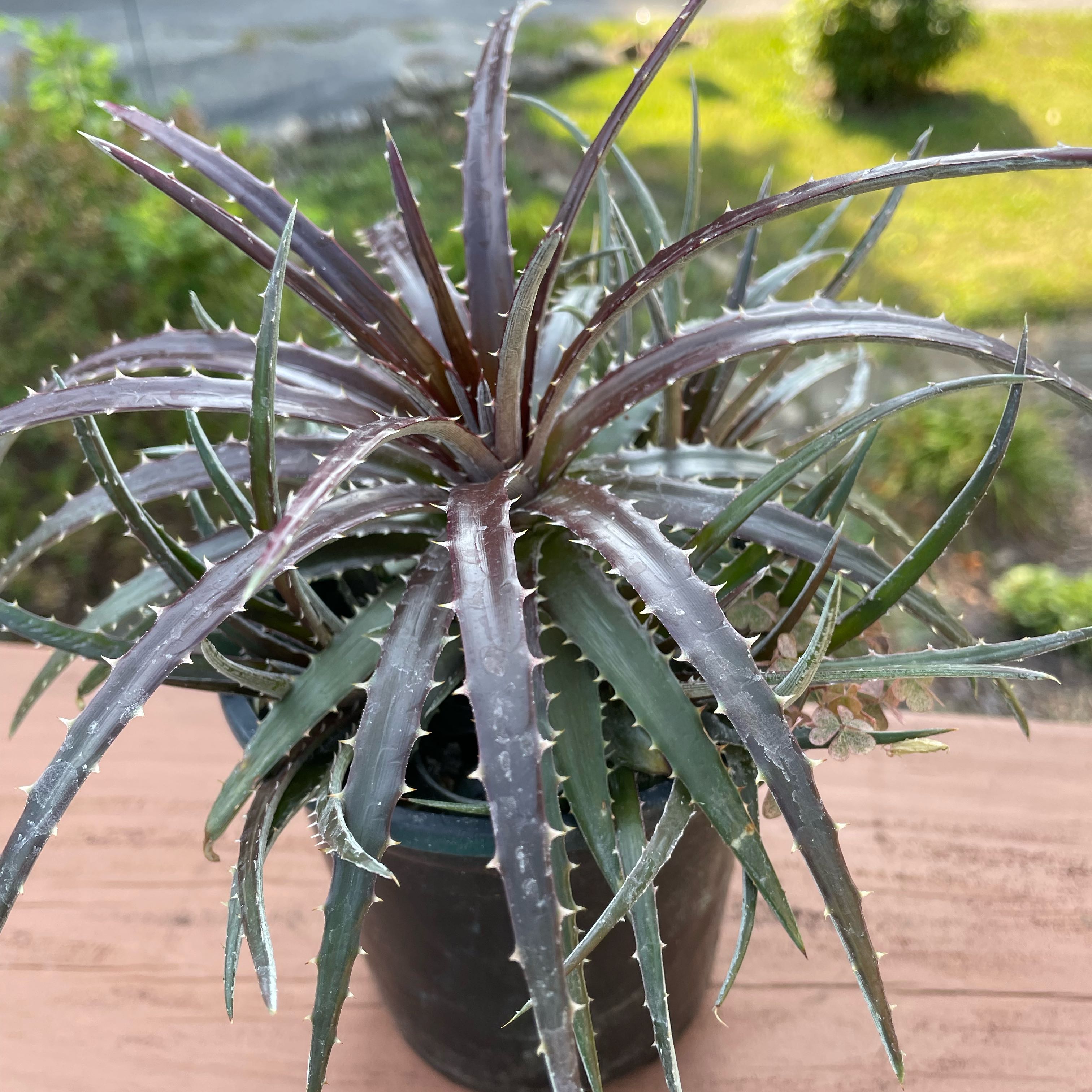 Photo of the plant species Grape Jelly Dyckia by @SwiftMedeola named Kyoho on Greg, the plant care app