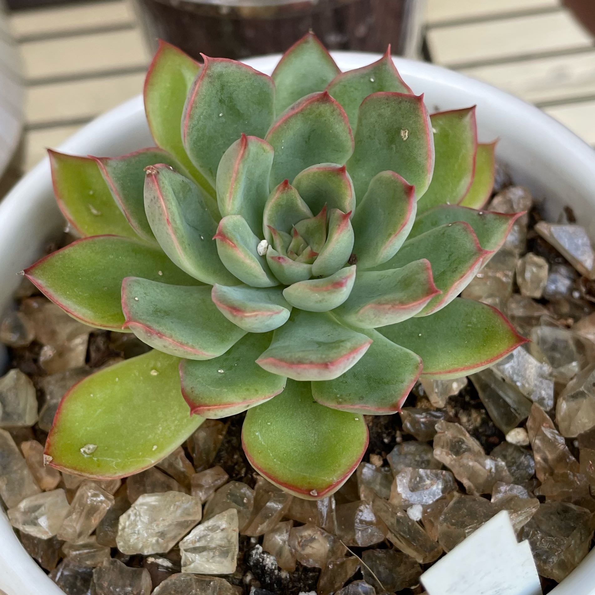 Photo of the plant species Echeveria 'Sagitta' by @SwiftMedeola named Ronaldo on Greg, the plant care app
