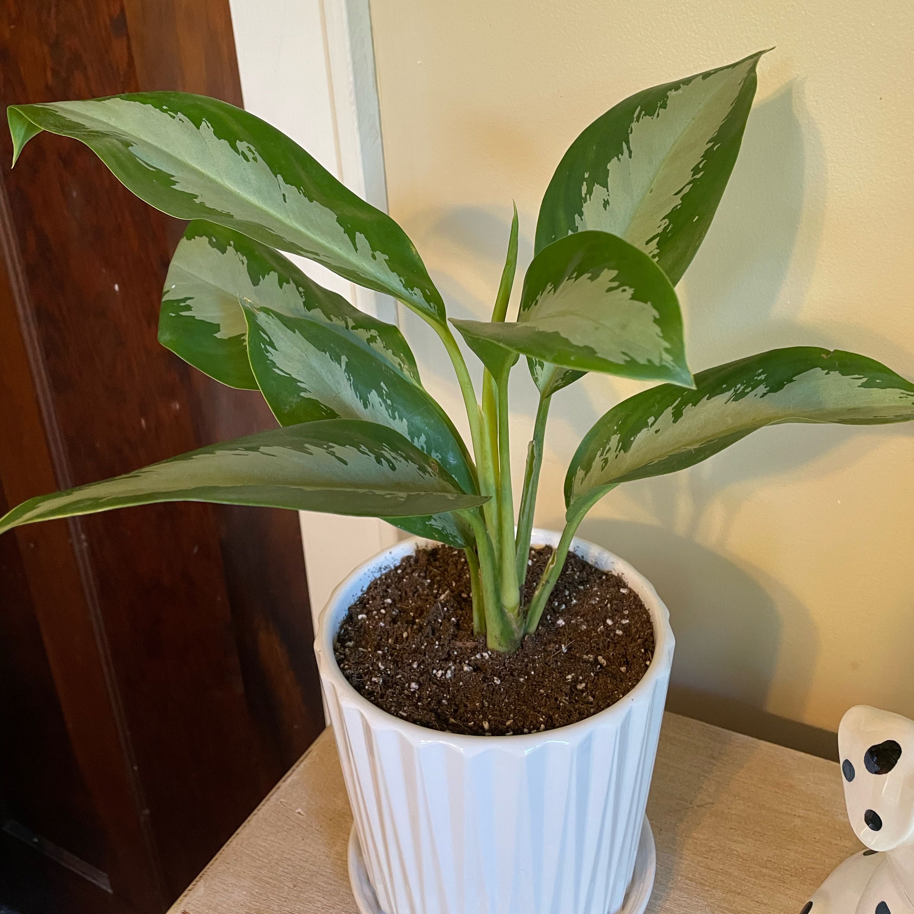 Photo of the plant species Aglaonema 'Silver Moon' by @SwiftMedeola named Pewter on Greg, the plant care app