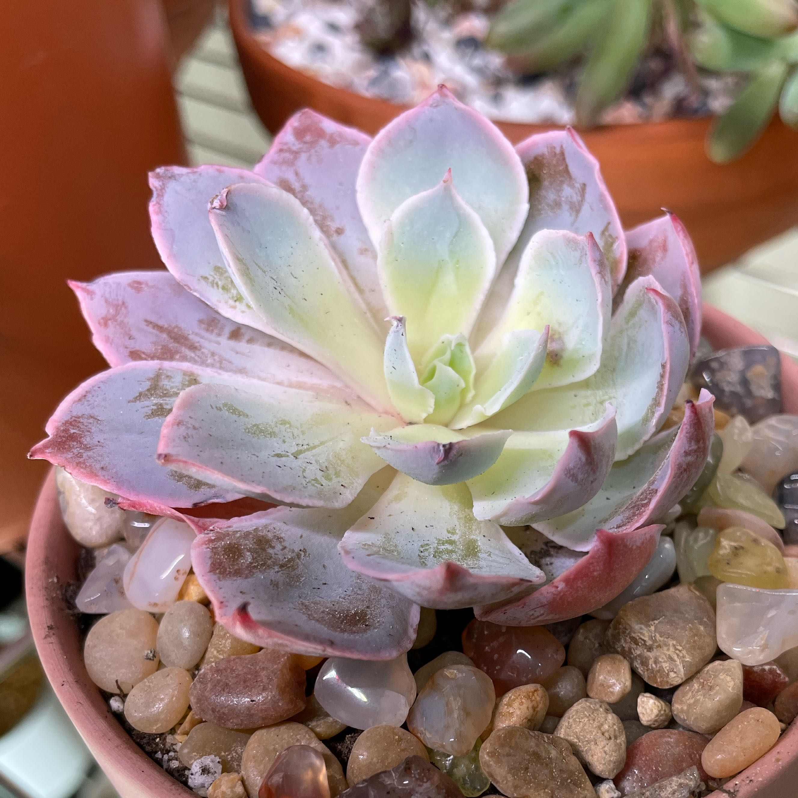 Photo of the plant species Pinky Paw by @SwiftMedeola named Eloise on Greg, the plant care app